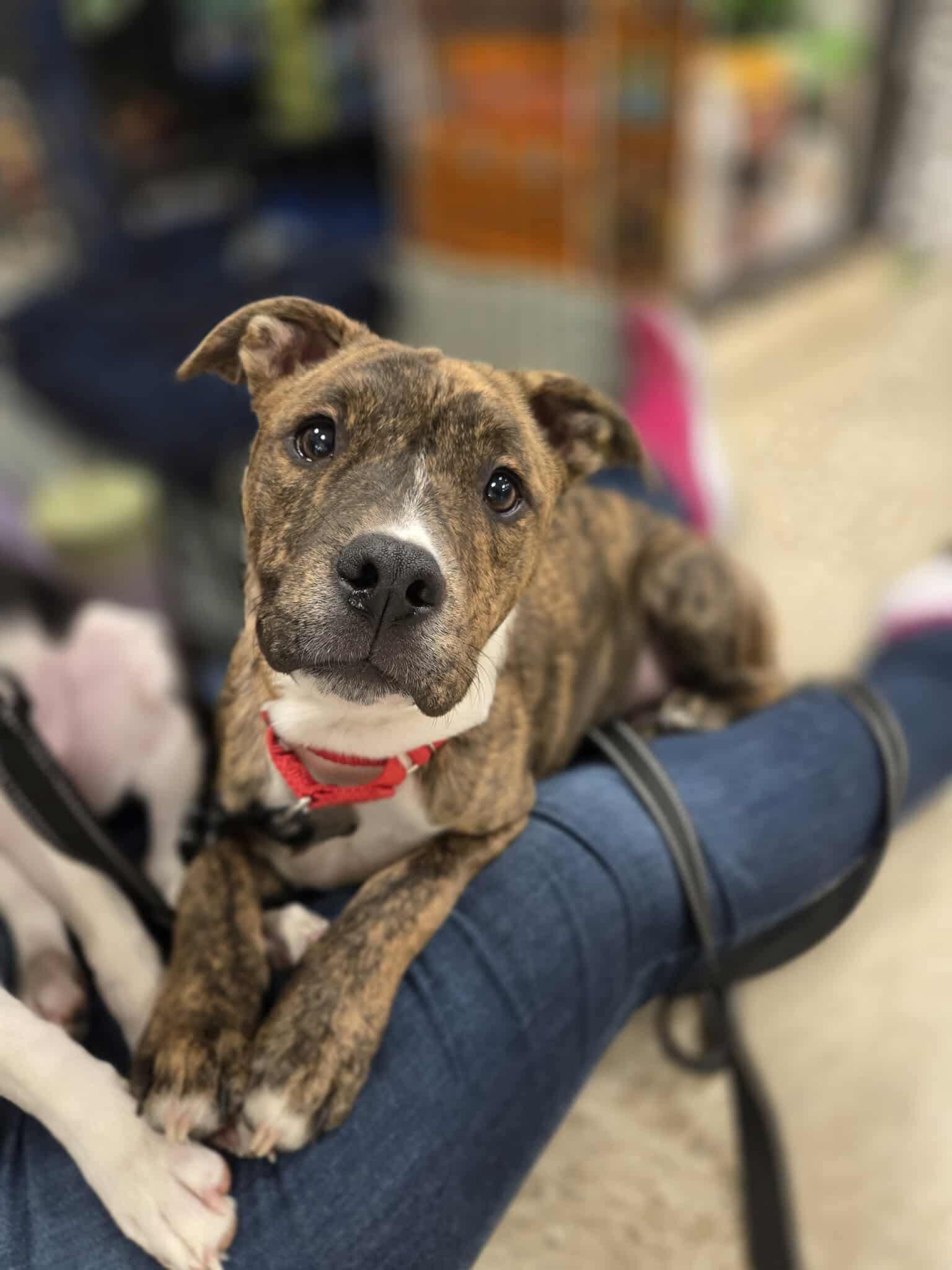 Batman, a Adoptable mixed breed in Puyallup, WA image 3/6