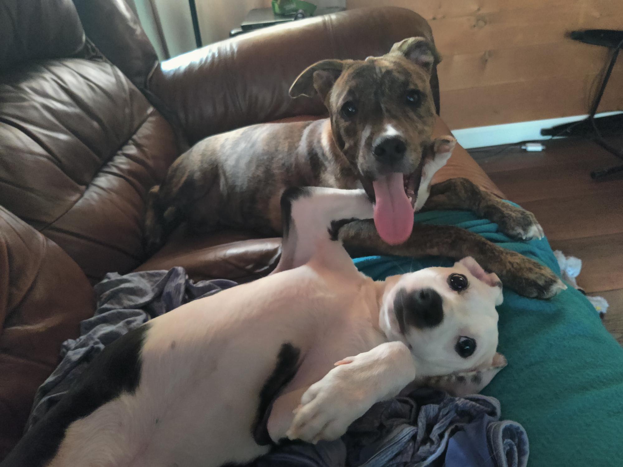 Batman, a Adoptable mixed breed in Puyallup, WA image 5/6