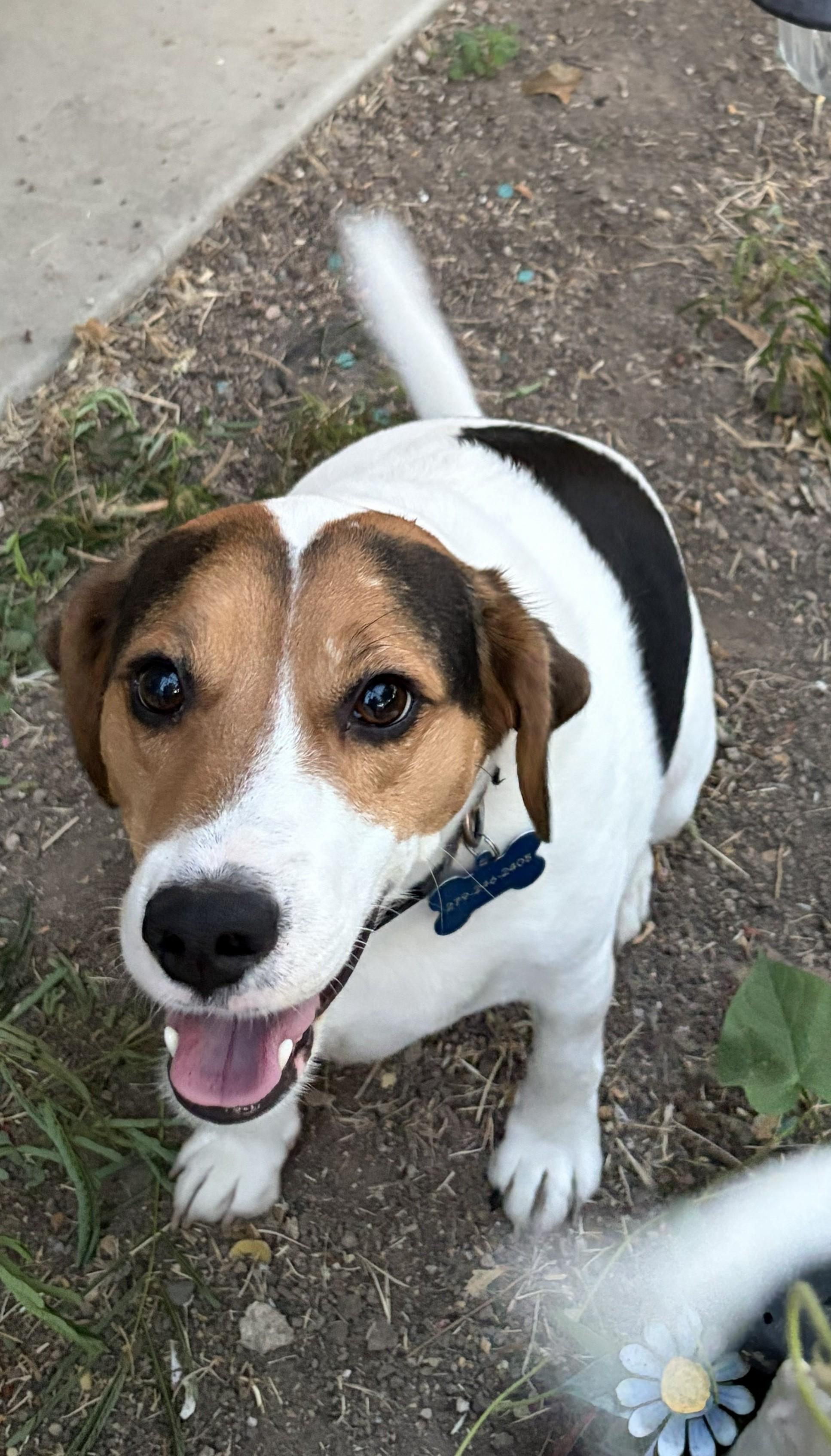 Enlarge Douglas, a Adoptable mixed breed in Sacramento, CA image 1/1