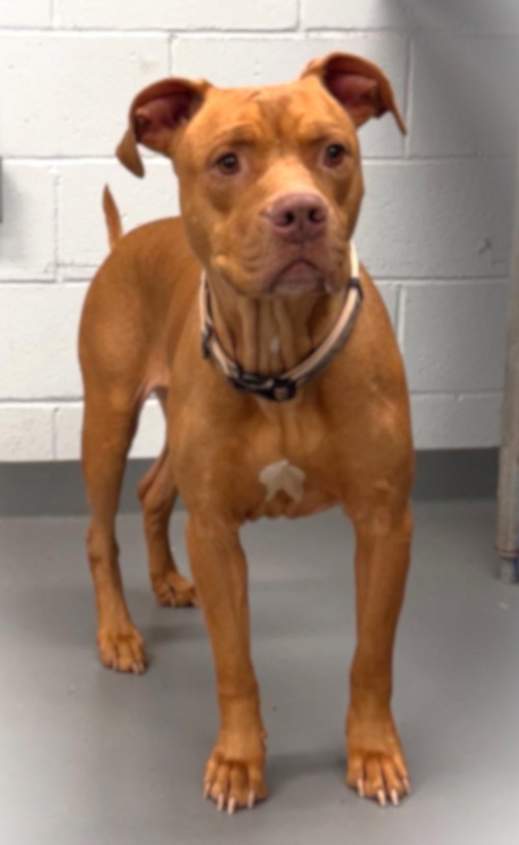 Enlarge TOFFEE, a ADOPTABLE mixed breed in Beechbottom, WV image 2/2