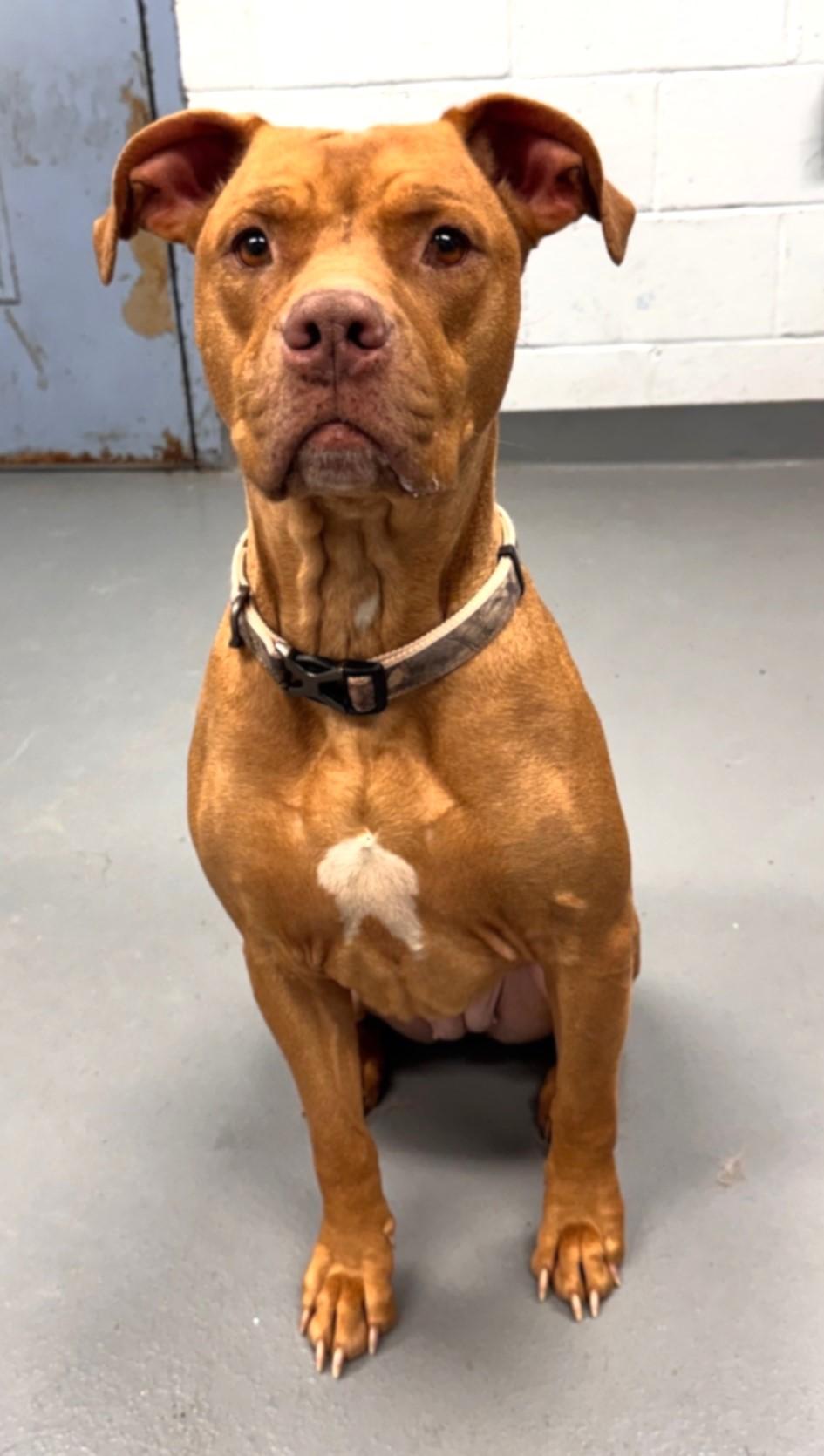 Enlarge TOFFEE, a ADOPTABLE mixed breed in Beechbottom, WV image 1/2