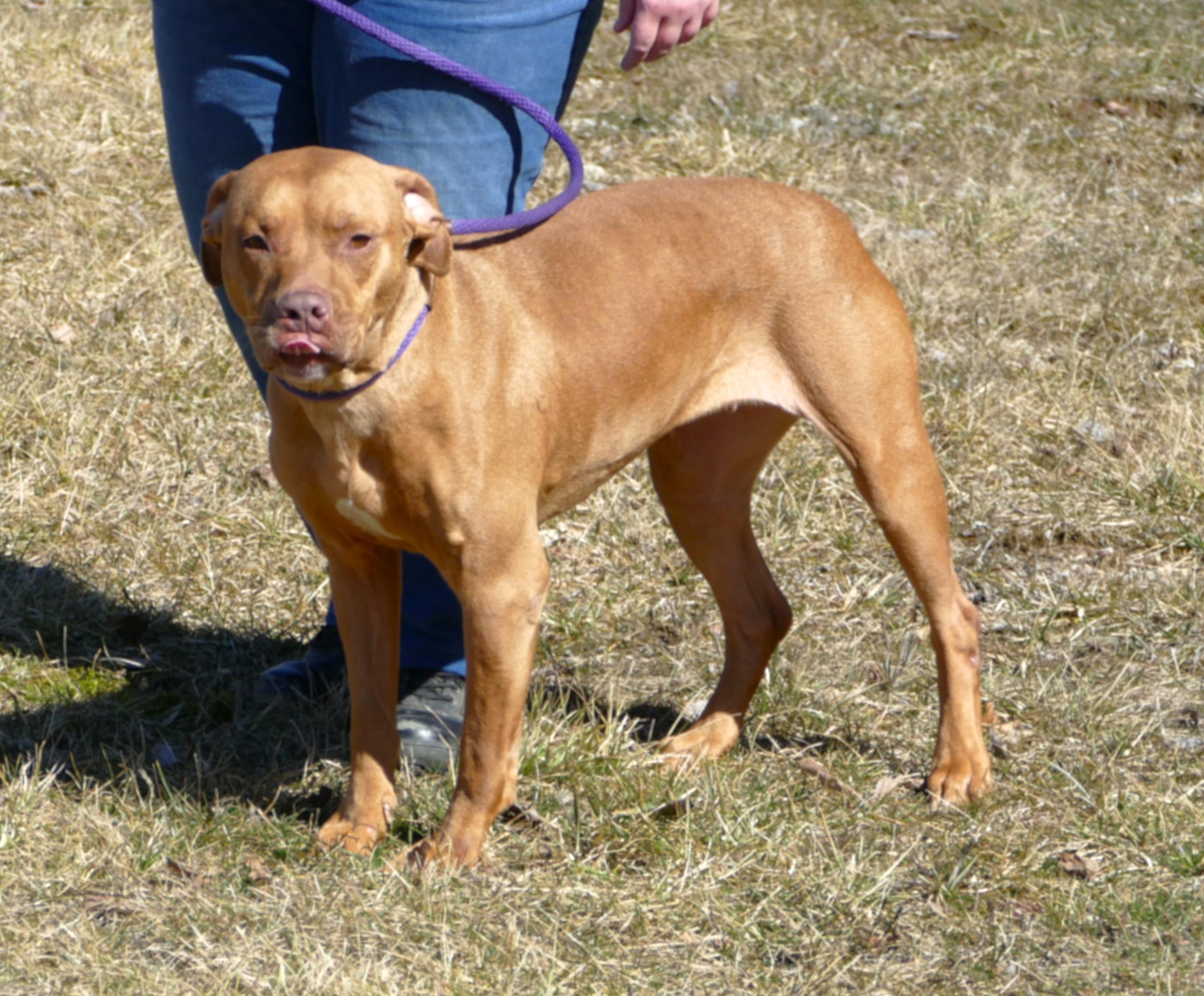 Enlarge TOFFEE, a ADOPTABLE mixed breed in Beechbottom, WV image 1/3