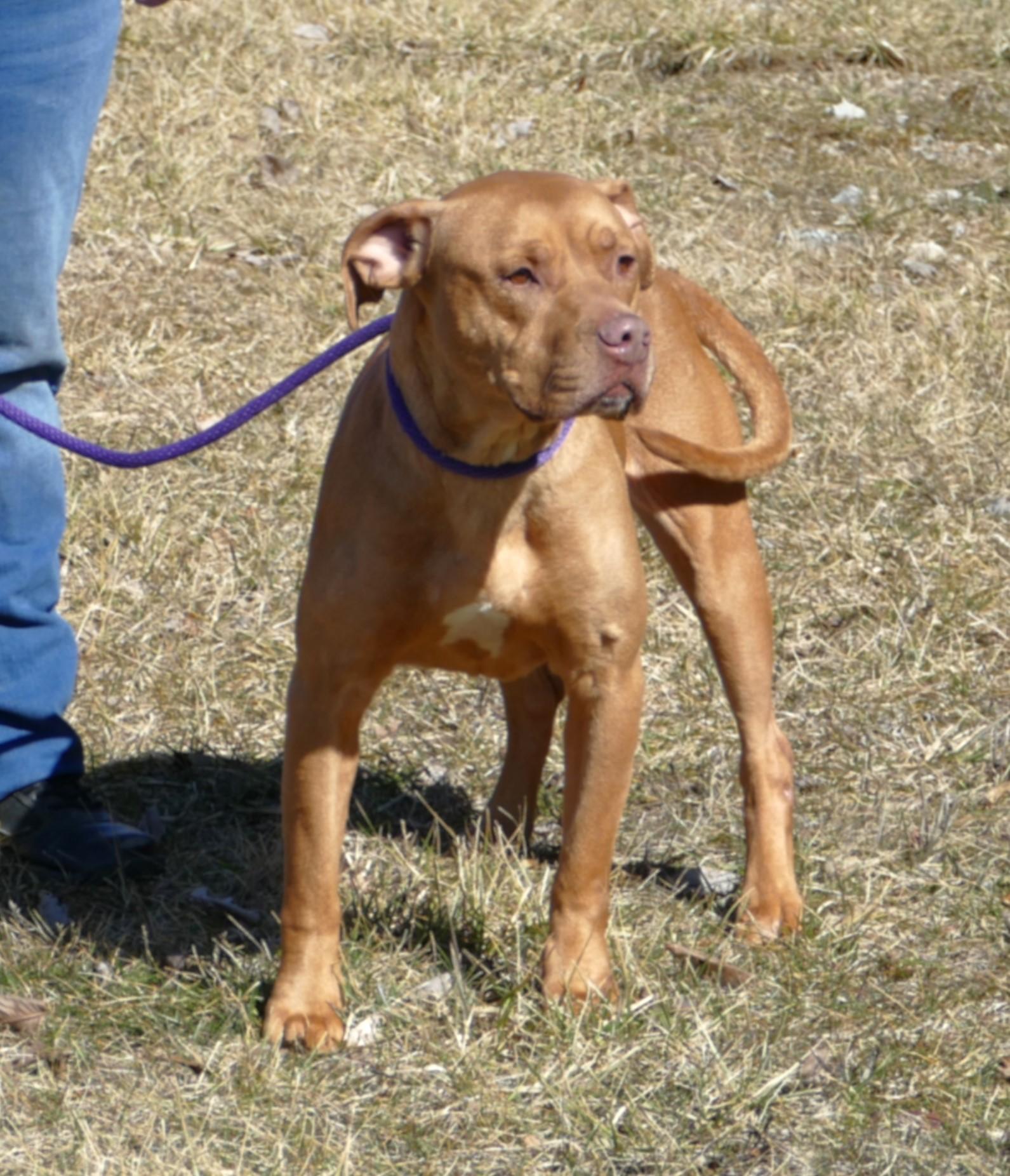 Enlarge TOFFEE, a ADOPTABLE mixed breed in Beechbottom, WV image 2/3