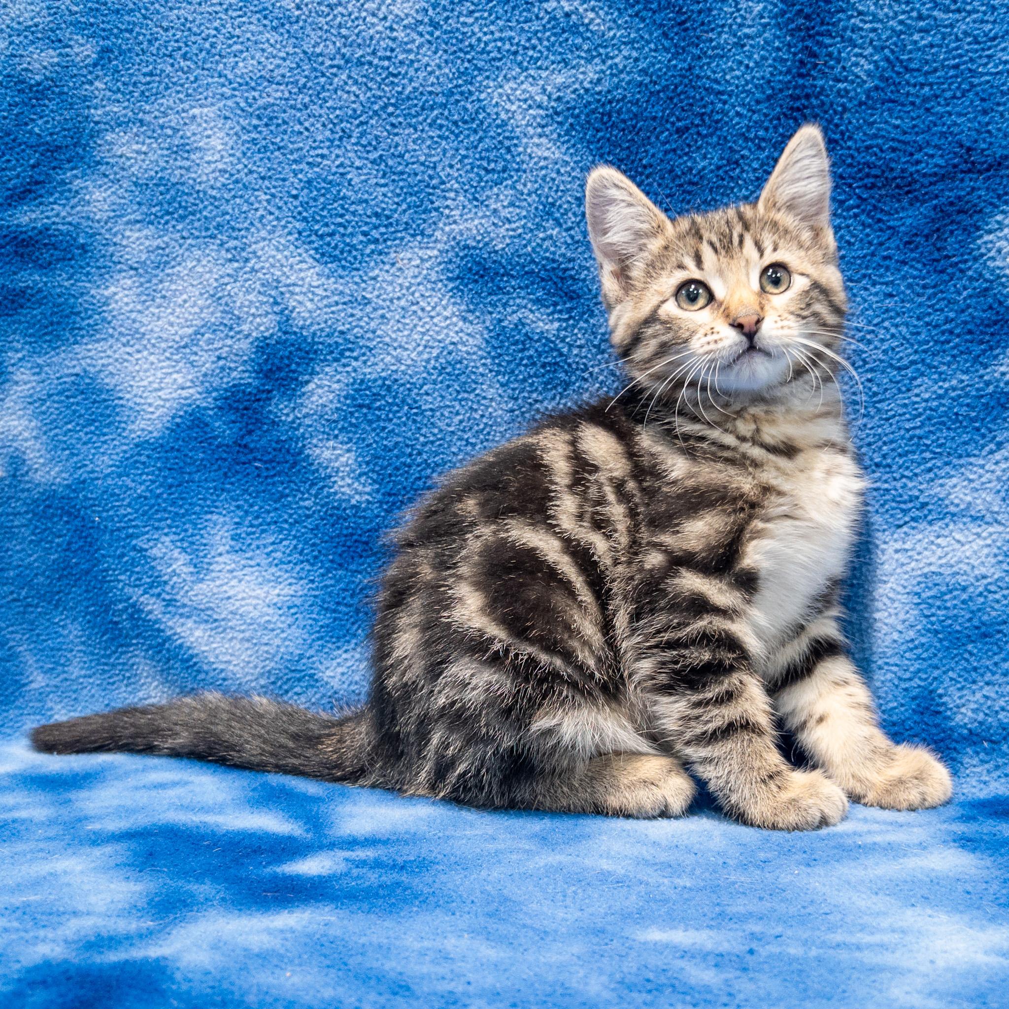 Enlarge Mia, a Adoptable mixed breed in Overland Park, KS image 2/2