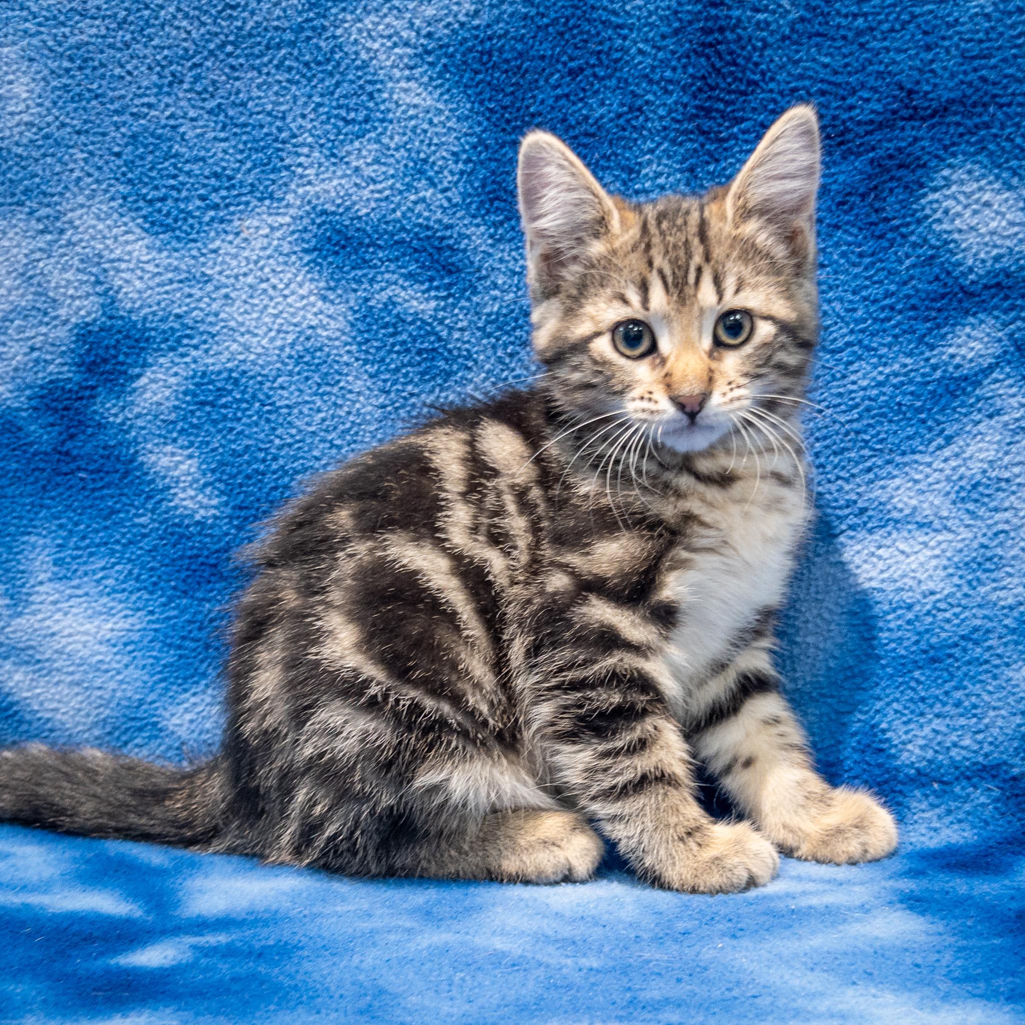 Mia, Adoptable, Kitten Female Domestic Short Hair.