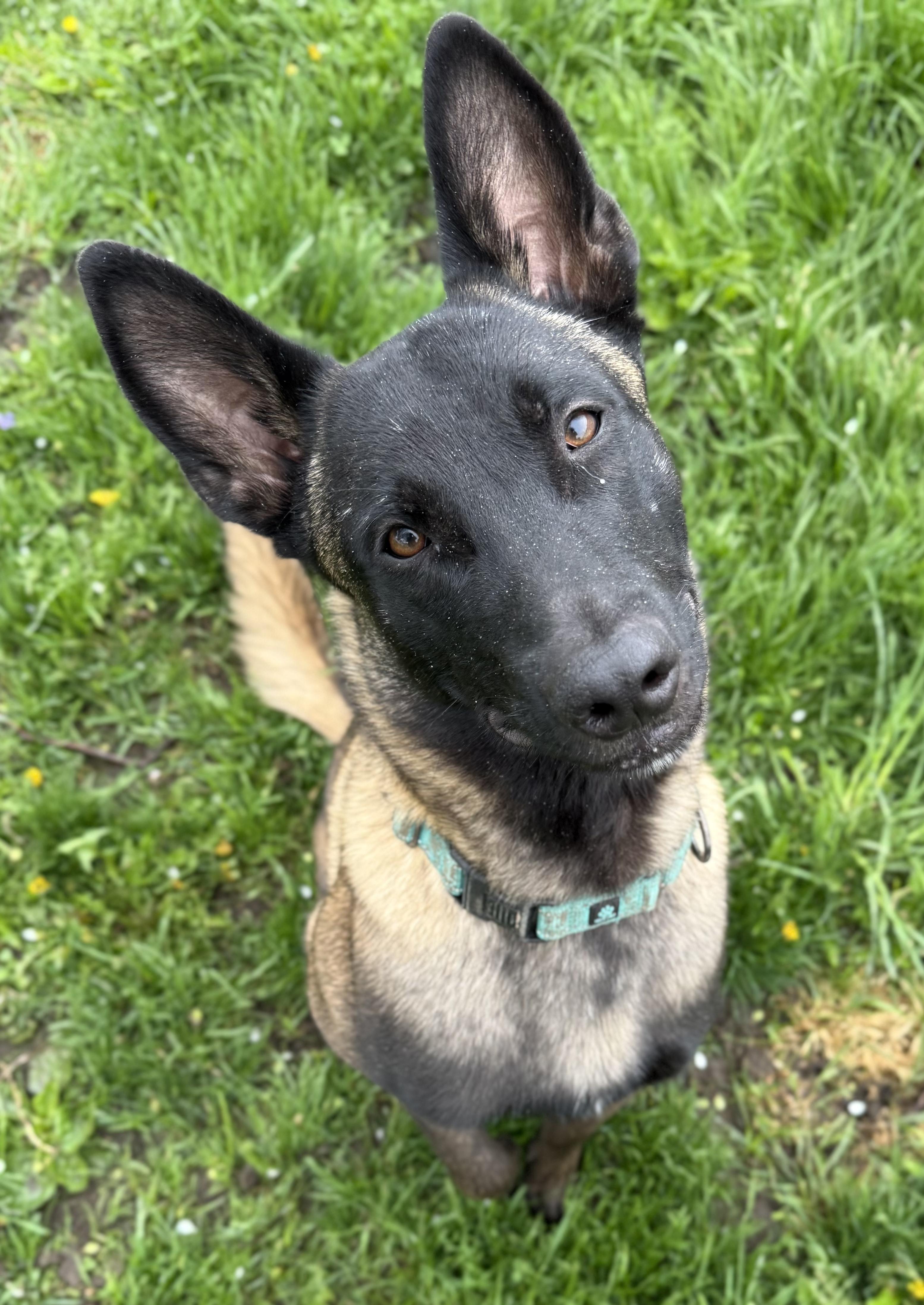 Enlarge Diesel, a ADOPTABLE Belgian Shepherd / Malinois in Detroit, MI image 1/4