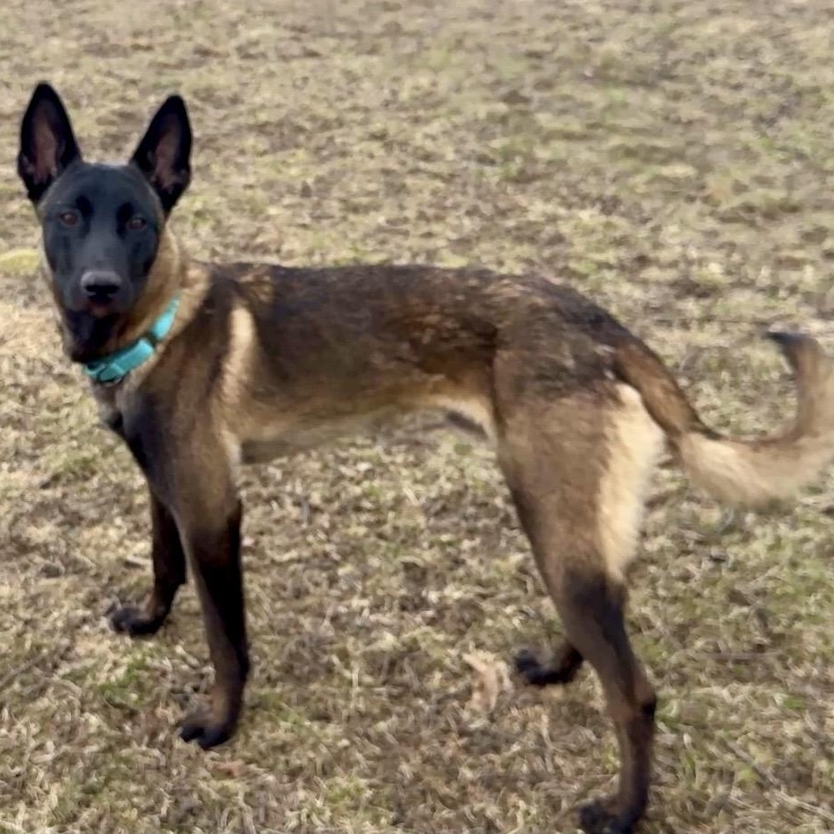 Enlarge Diesel, a ADOPTABLE Belgian Shepherd / Malinois in Detroit, MI image 3/4