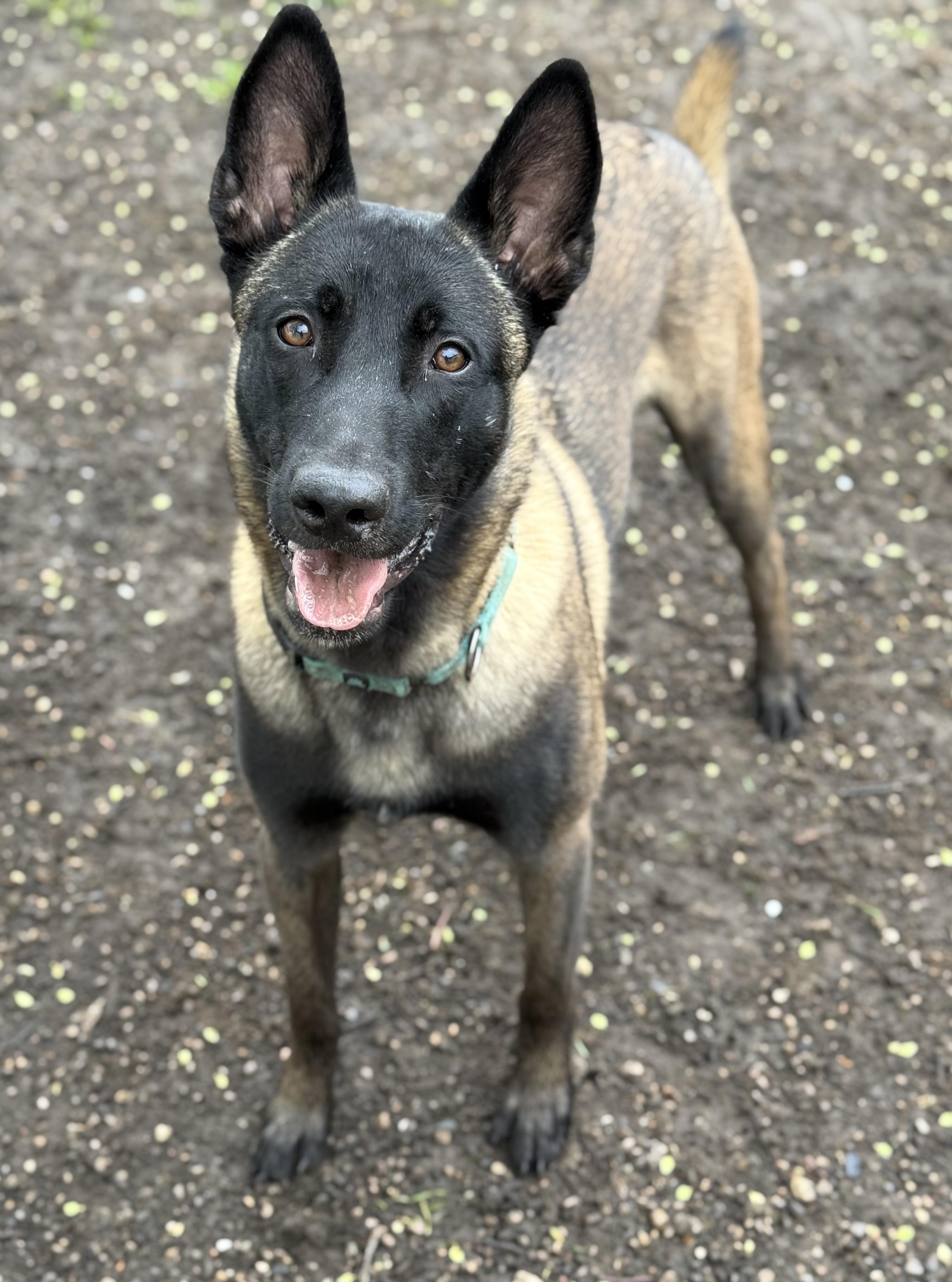 Enlarge Diesel, a ADOPTABLE Belgian Shepherd / Malinois in Detroit, MI image 2/4