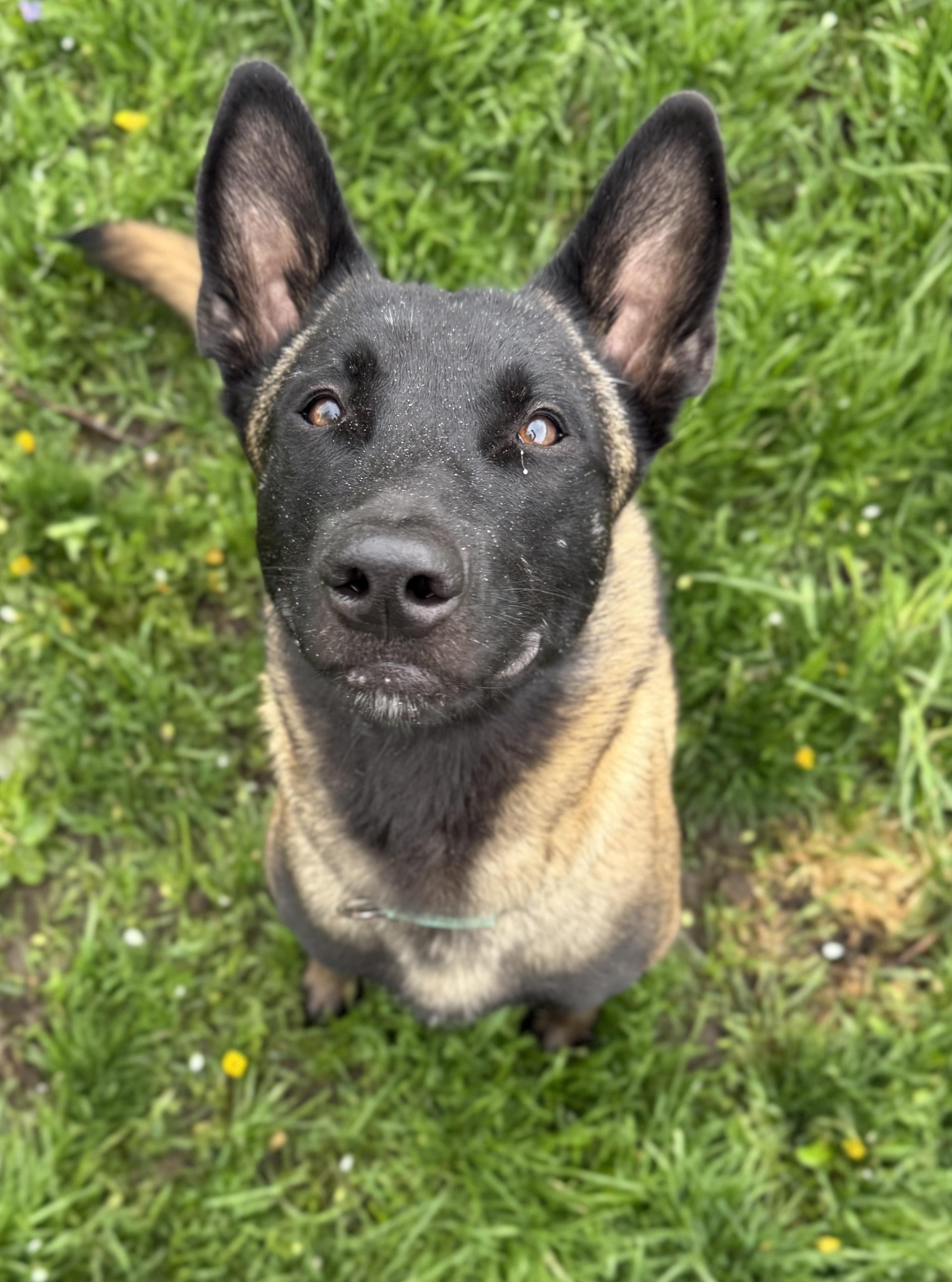 Enlarge Diesel, a ADOPTABLE Belgian Shepherd / Malinois in Detroit, MI image 4/4