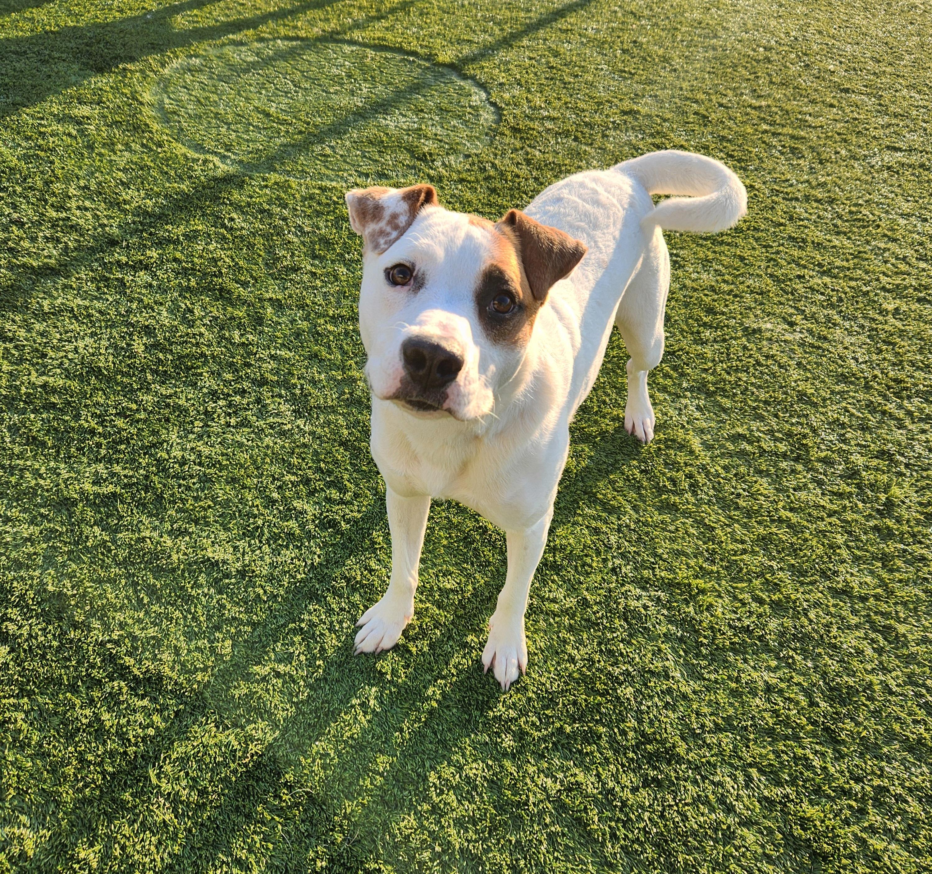 Enlarge Petie, a ADOPTABLE mixed breed in Liberty, MO image 4/5