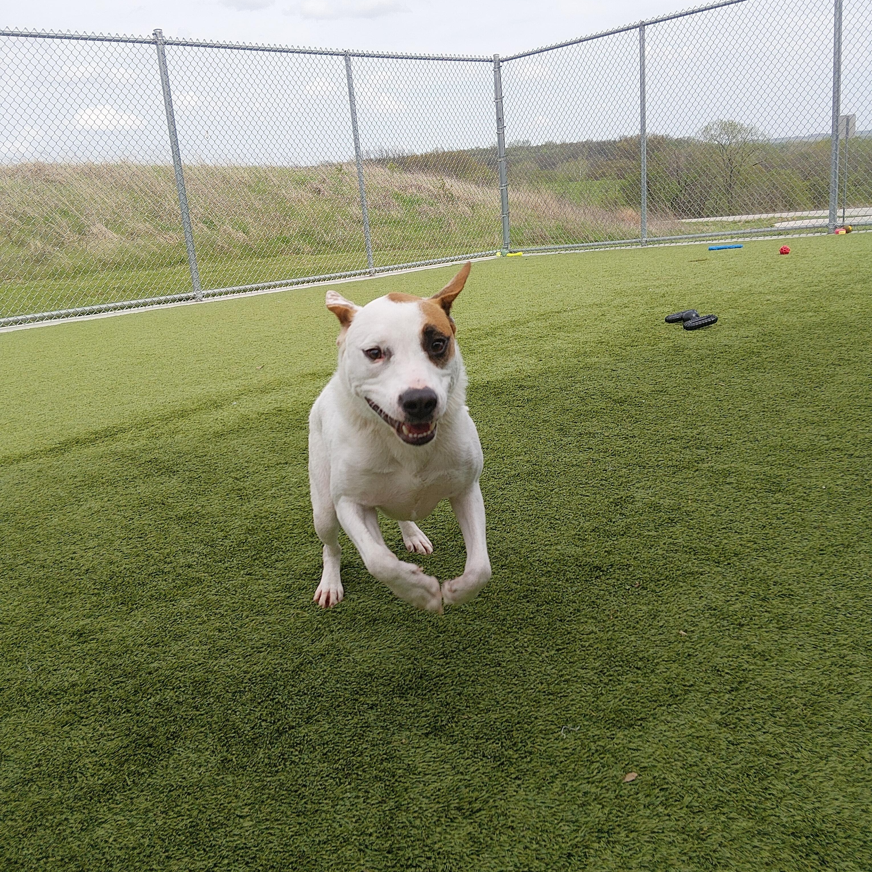 Enlarge Petie, a ADOPTABLE mixed breed in Liberty, MO image 3/5