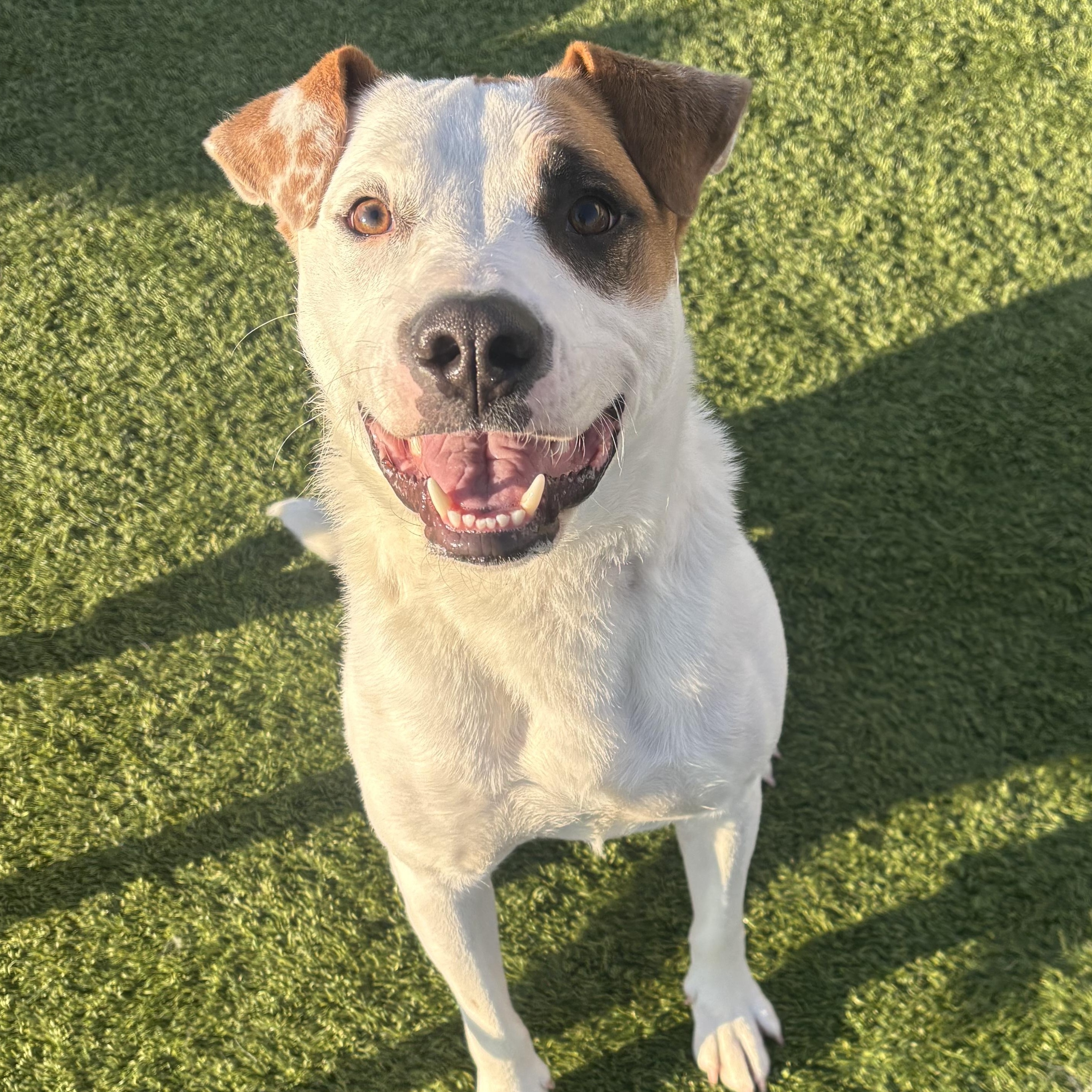 Petie, ADOPTABLE, Young Male Mixed Breed.