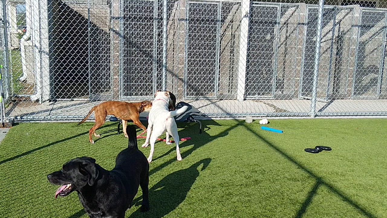 Enlarge Petie, a ADOPTABLE mixed breed in Liberty, MO video 2/5