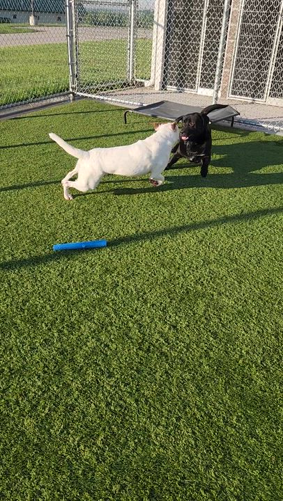 Enlarge Petie, a ADOPTABLE mixed breed in Liberty, MO video 5/5