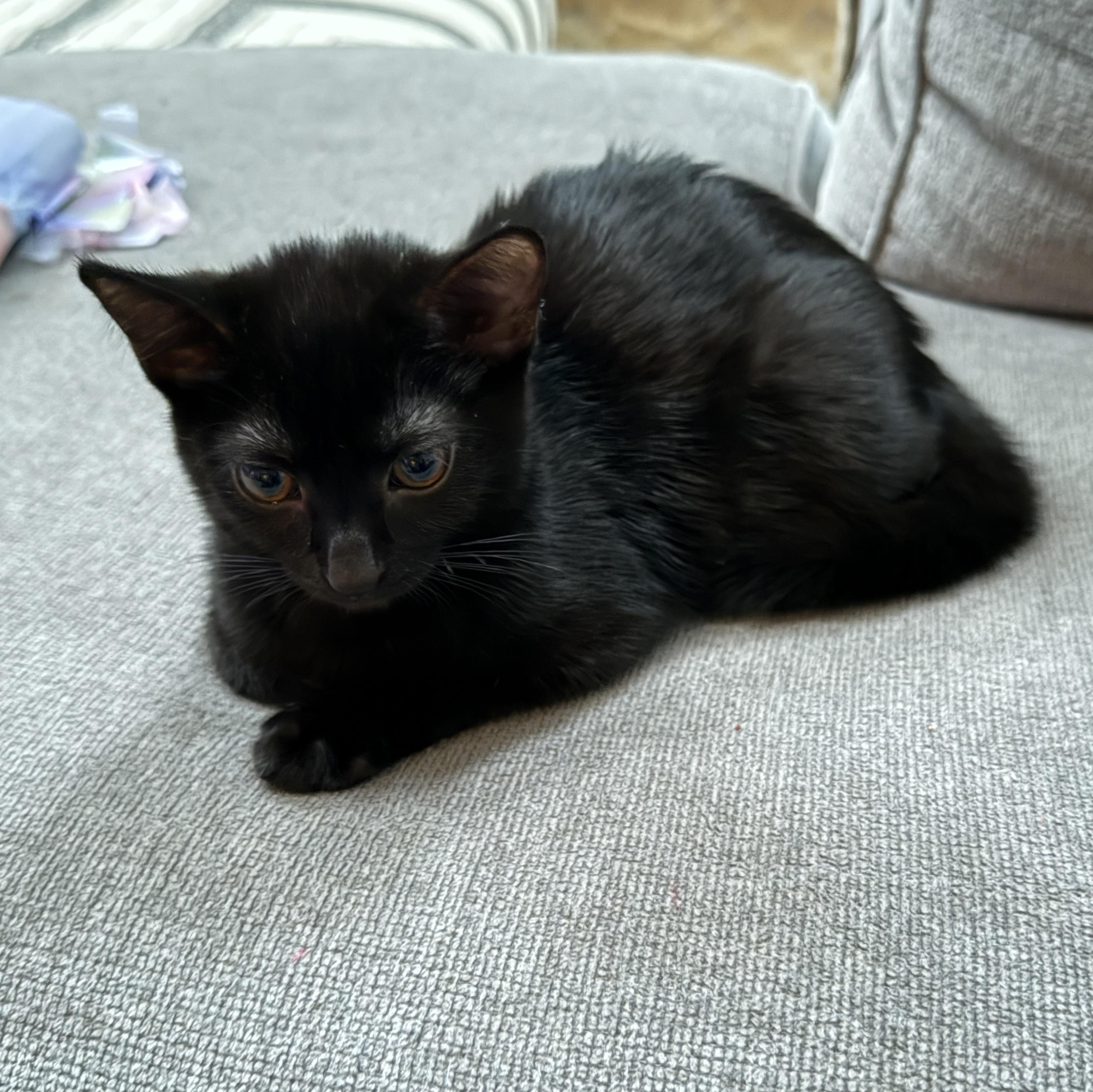 Myra, a Adoptable Domestic Short Hair in Lemont, IL image 2/2