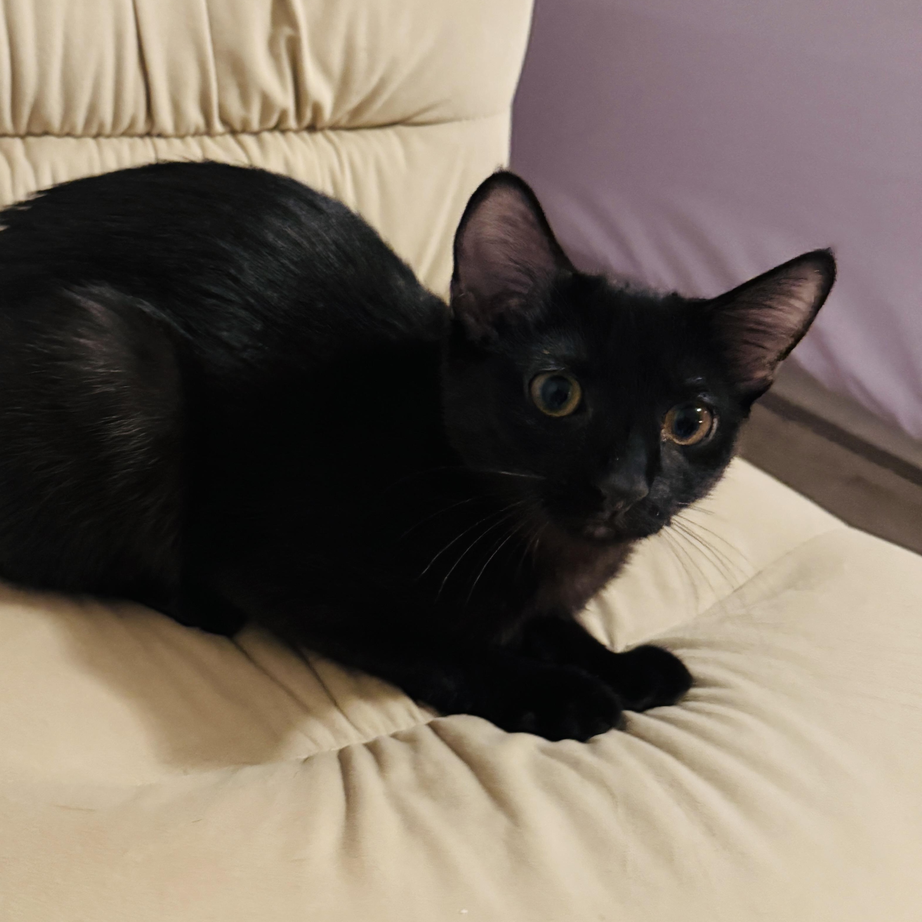 Myra, a Adoptable Domestic Short Hair in Lemont, IL image 1/2