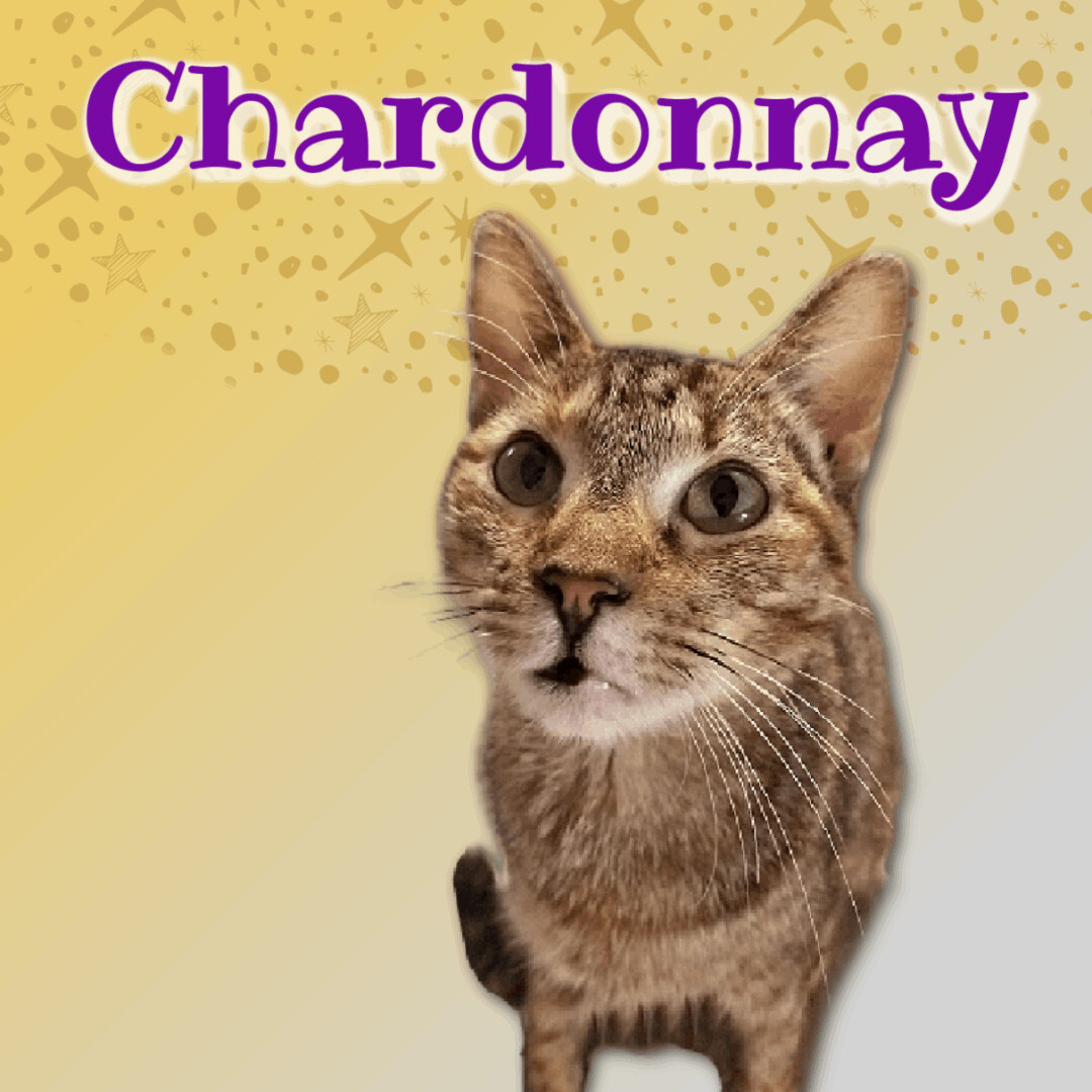 Chardonnay - tripod