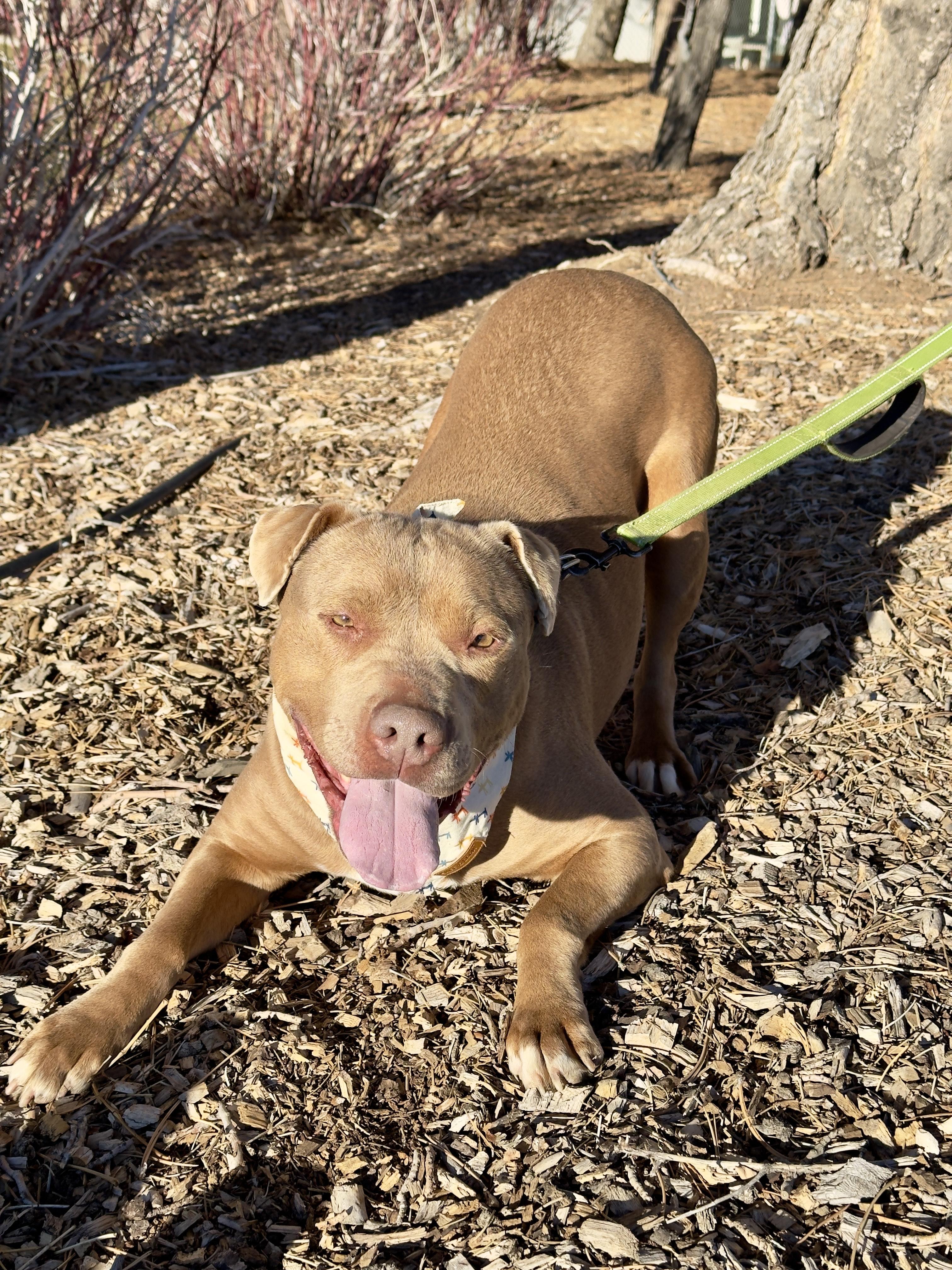 Enlarge Lola, a ADOPTABLE mixed breed in Gardnerville, NV image 1/1