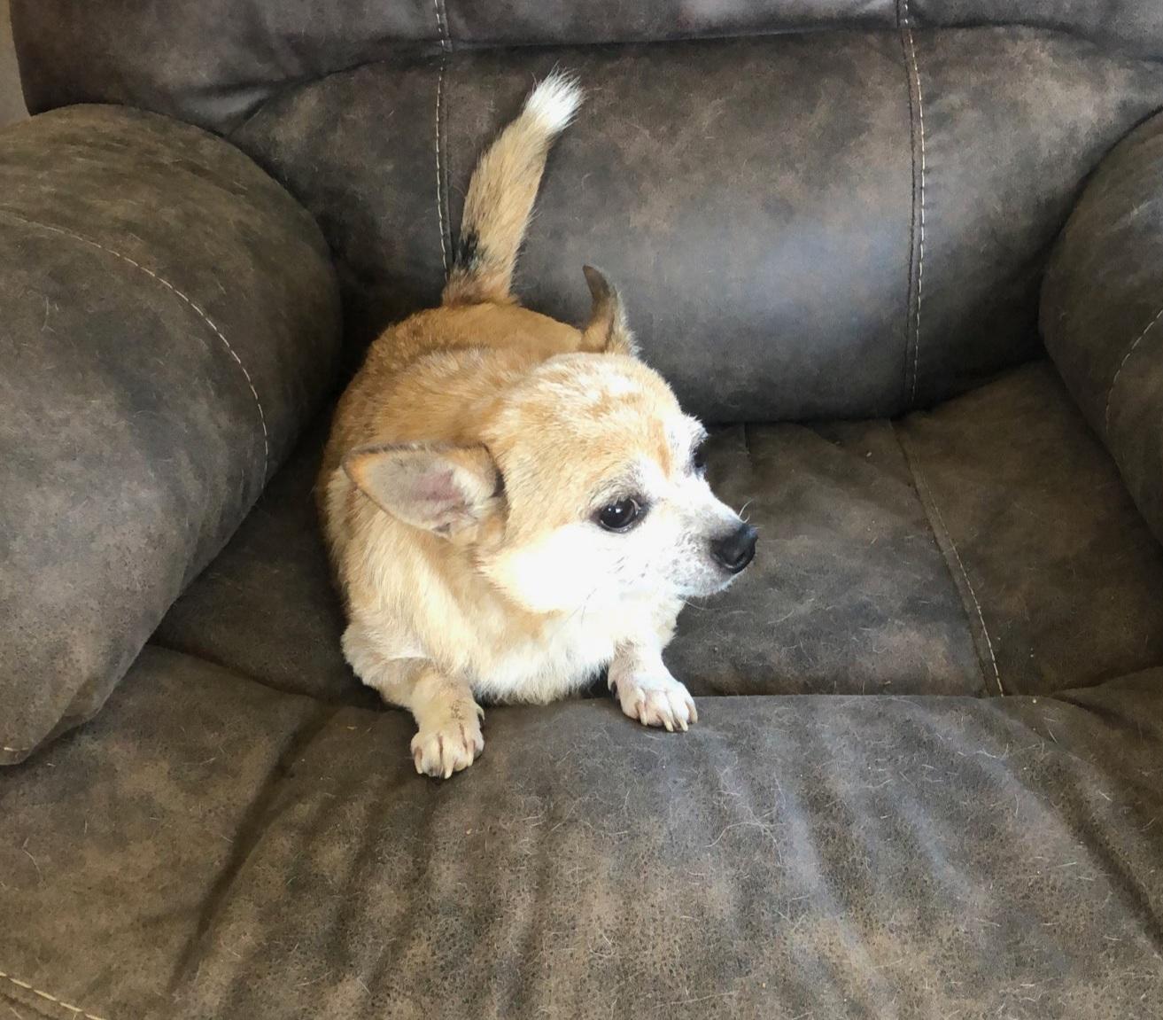 Enlarge Gypsy, a Adopted Chihuahua in Calhoun, GA image 1/1