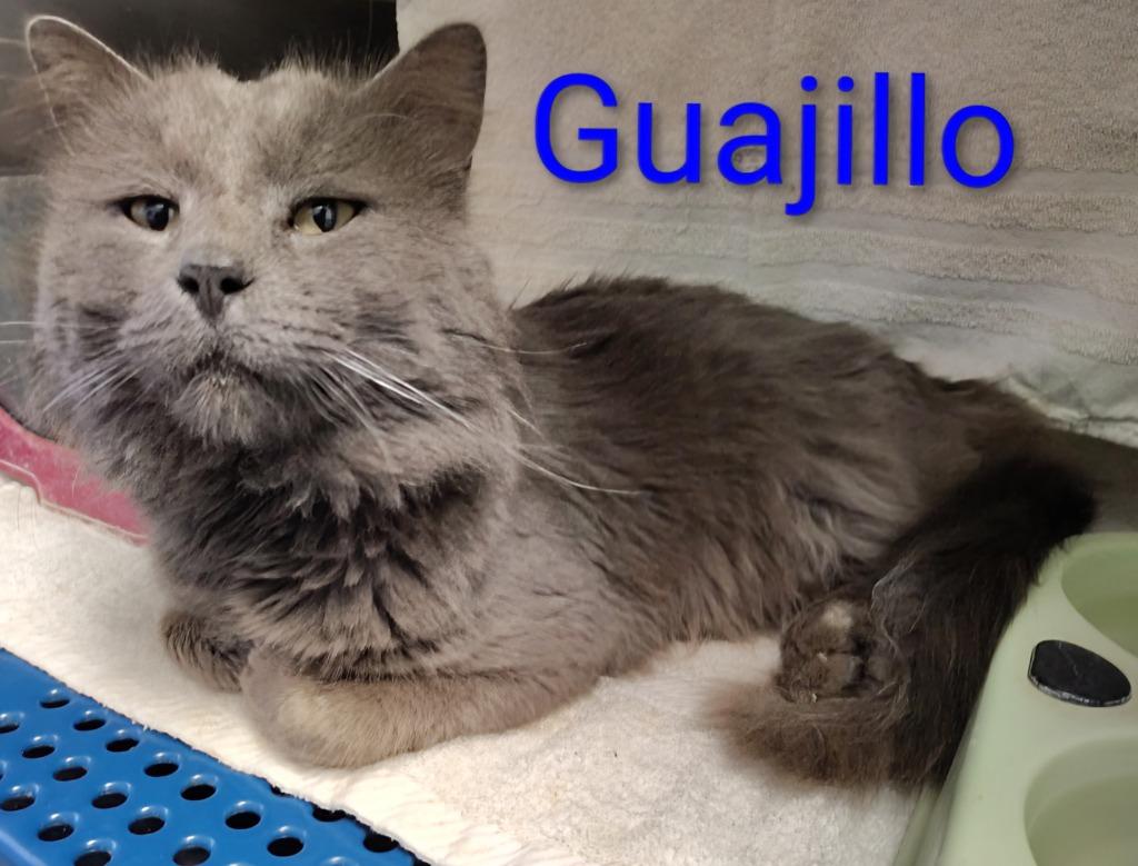 Guajillo, Adopted, Adult Male Domestic Short Hair.