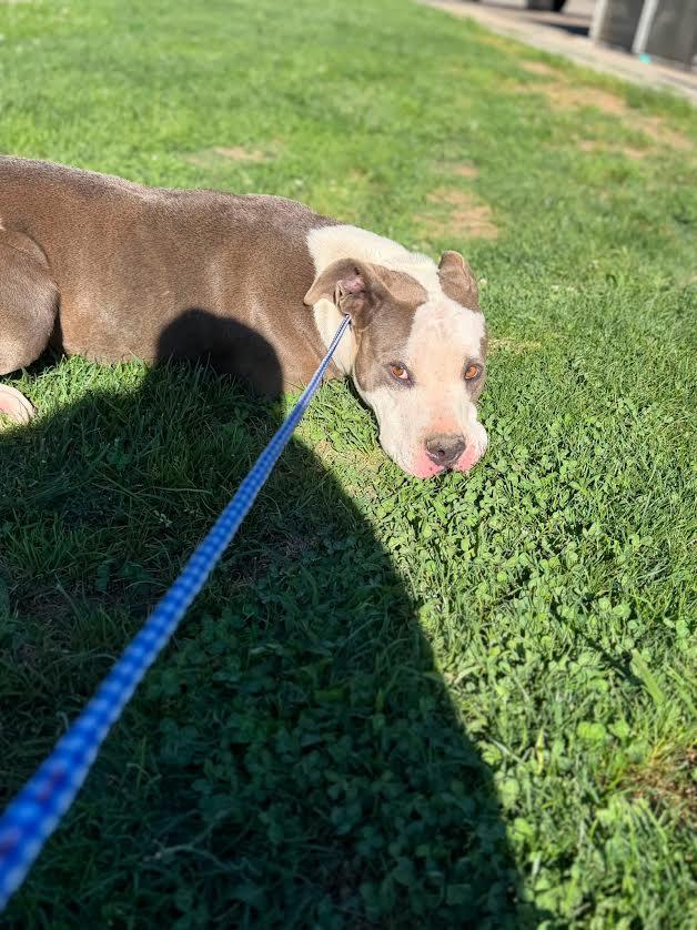 Enlarge Quinn, a ADOPTABLE mixed breed in Oakdale, CA image 1/1
