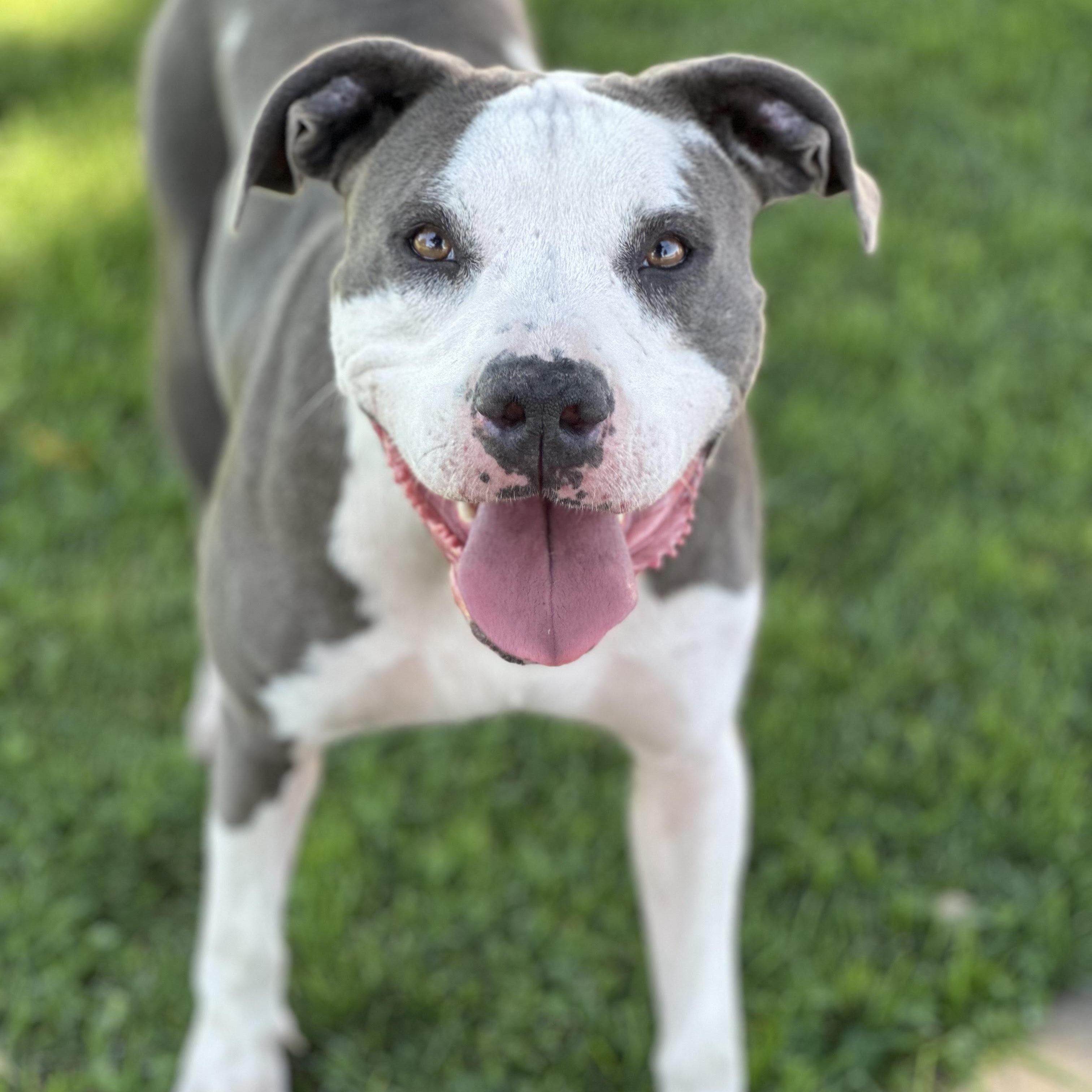 Enlarge Quinn, a ADOPTABLE mixed breed in Oakdale, CA image 1/1