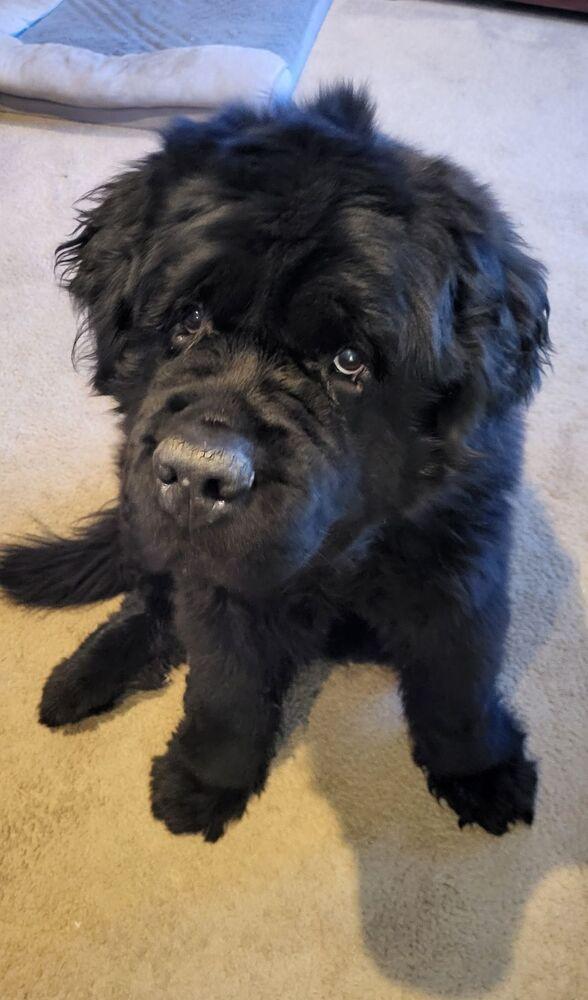 Wallace, Adoptable, Senior Male Newfoundland Dog.