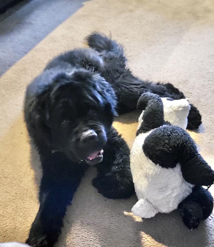 Enlarge Wallace, a Adoptable Newfoundland Dog in Gales Ferry, CT image 2/6