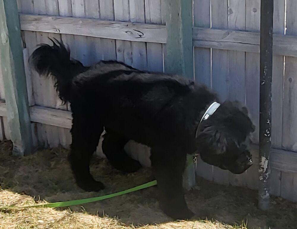 Enlarge Wallace, a Adoptable Newfoundland Dog in Gales Ferry, CT image 3/6