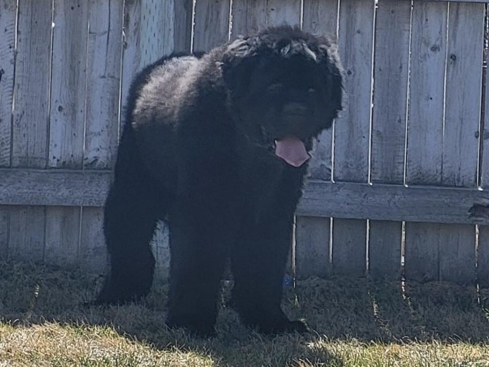 Enlarge Wallace, a Adoptable Newfoundland Dog in Gales Ferry, CT image 4/6