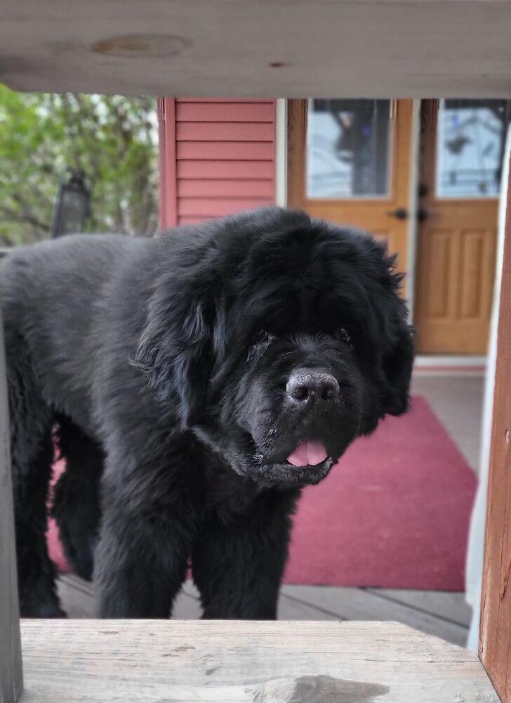 Enlarge Wallace, a Adoptable Newfoundland Dog in Gales Ferry, CT image 3/6