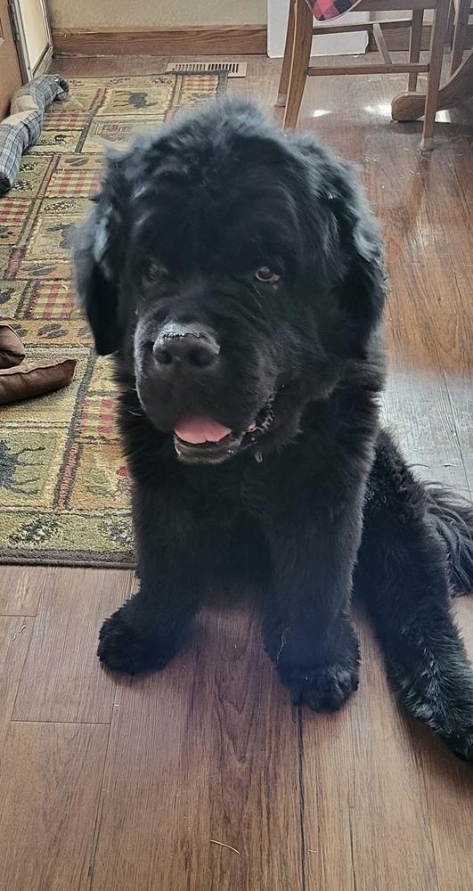 Enlarge Wallace, a Adoptable Newfoundland Dog in Gales Ferry, CT image 5/6
