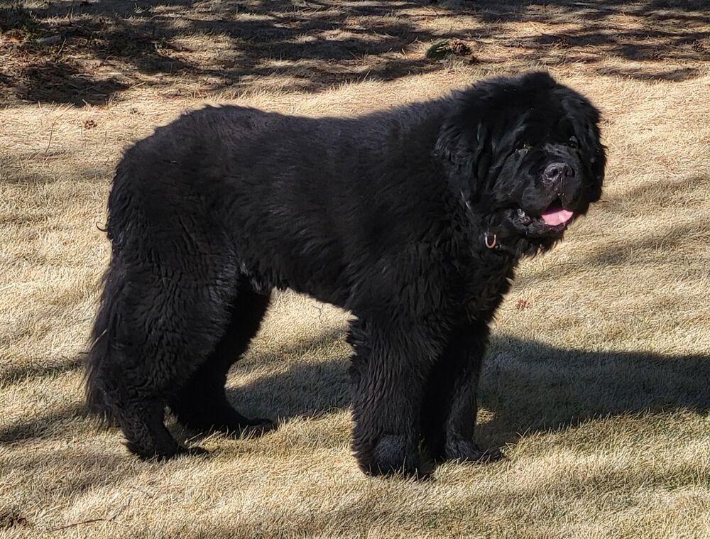 Enlarge Wallace, a Adoptable Newfoundland Dog in Gales Ferry, CT image 4/6
