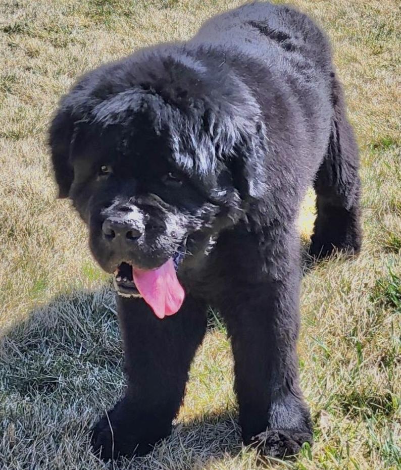 Enlarge Wallace, a Adoptable Newfoundland Dog in Gales Ferry, CT image 6/6