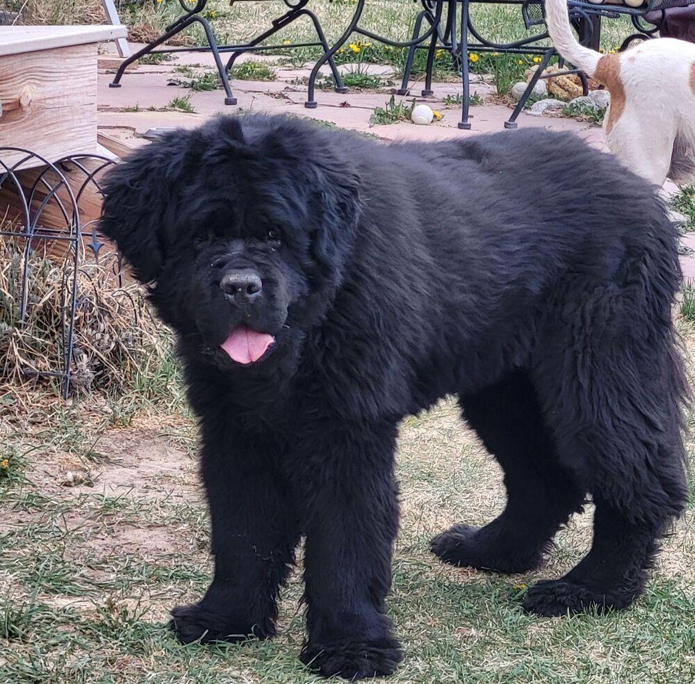 Enlarge Wallace, a Adoptable Newfoundland Dog in Gales Ferry, CT image 6/6
