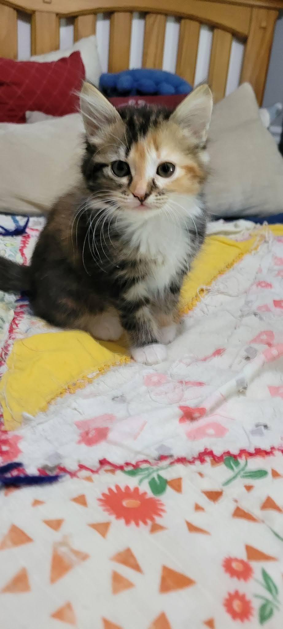 Enlarge Diamond, a Adoptable American Shorthair in Roanoke, AL image 1/1