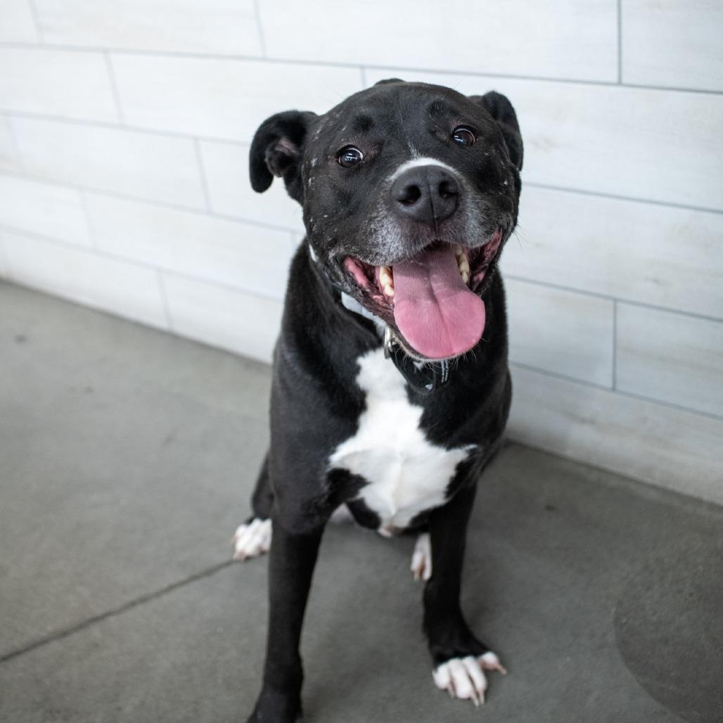 Enlarge Russell Theodore III, a Adoptable mixed breed in West Jordan, UT image 1/1