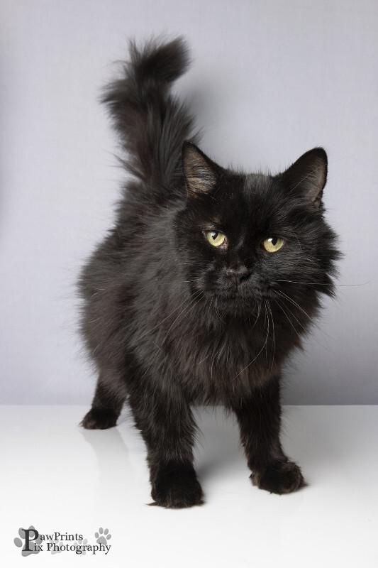 Big Boy, Adoptable, Adult Male Domestic Long Hair.