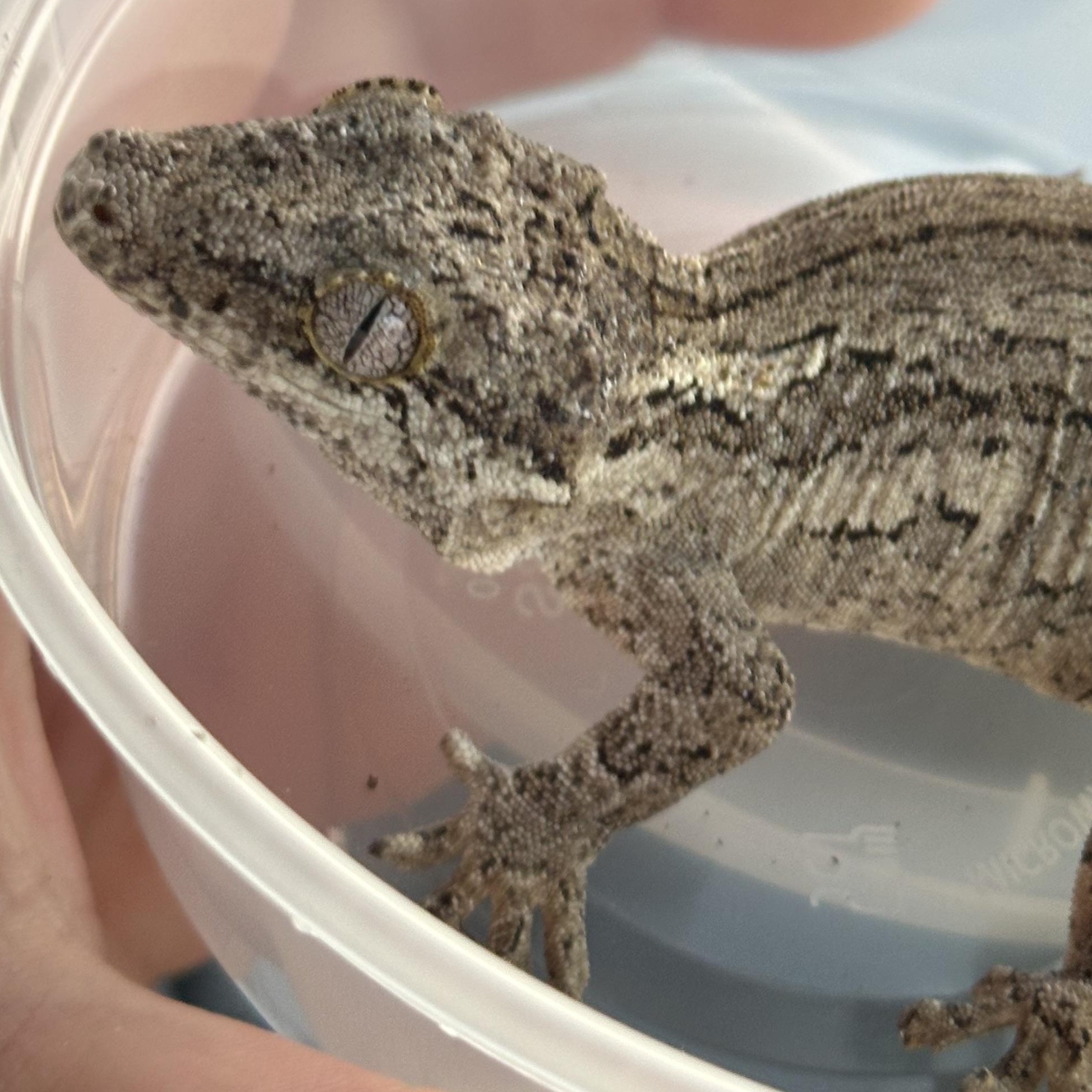 Enlarge Rocks, a Adopted Gecko in warwick, RI image 2/2