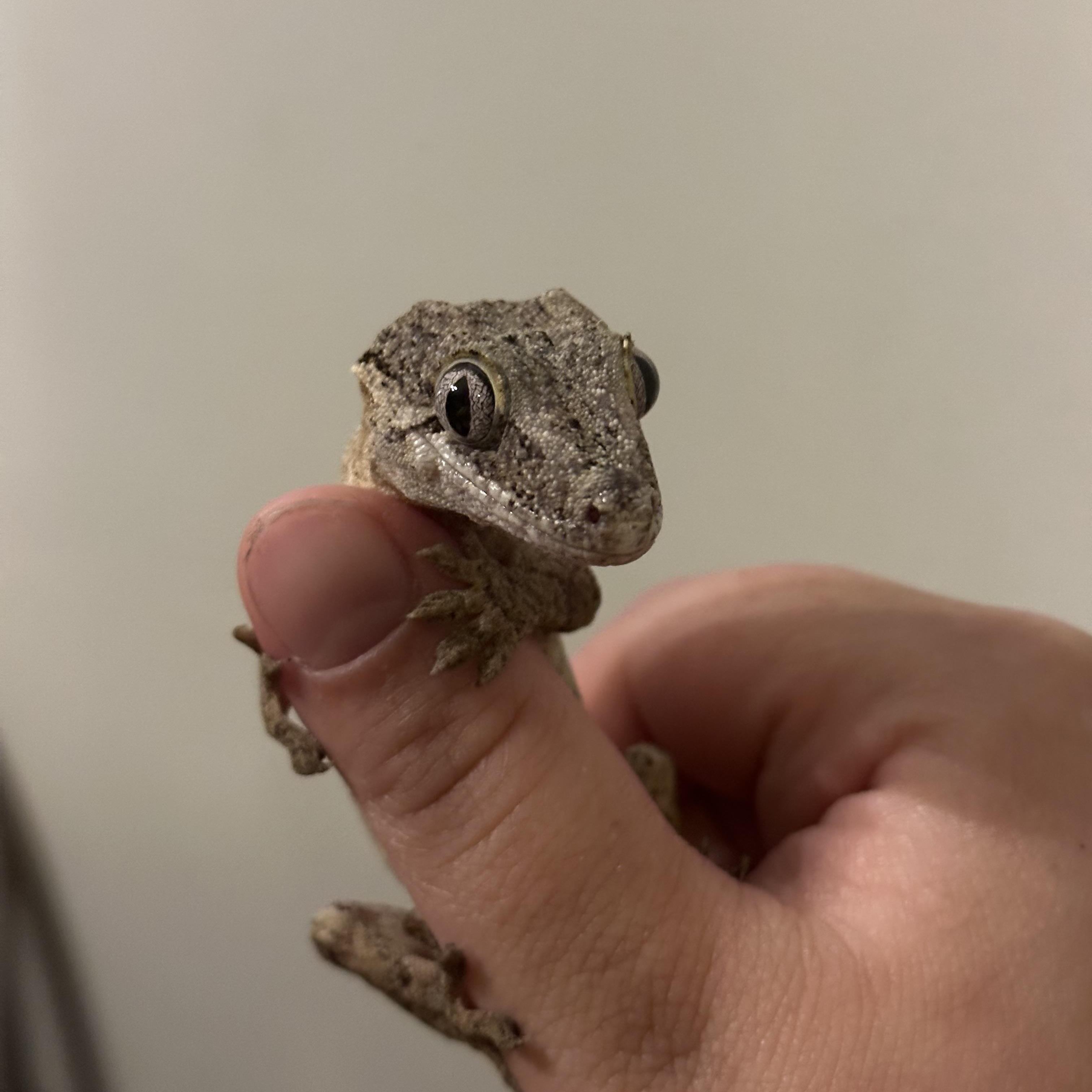 Enlarge Rocks, a Adopted Gecko in warwick, RI image 1/2
