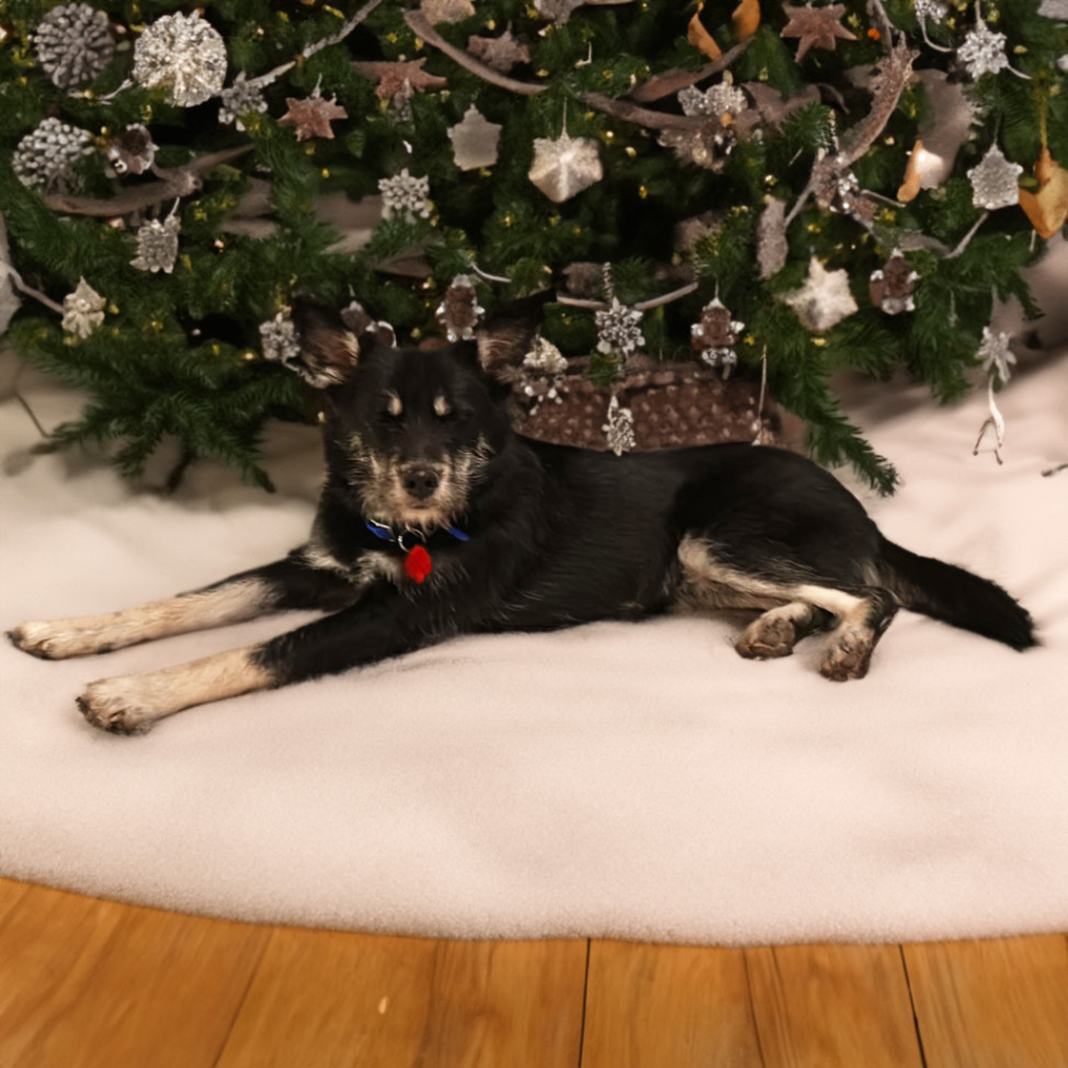 nut-Tasha, a Adoptable mixed breed in Somerset, KY image 2/5