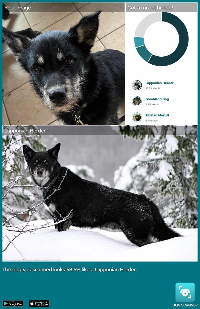 nut-Tasha, a Adoptable mixed breed in Somerset, KY image 3/5