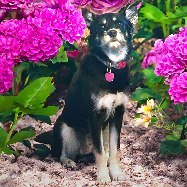 nut-Tasha, a Adoptable mixed breed in Somerset, KY image 5/5