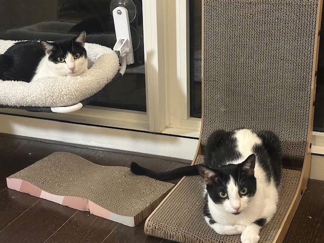 Reed and Oboe, Adoptable, Young Female Domestic Short Hair.