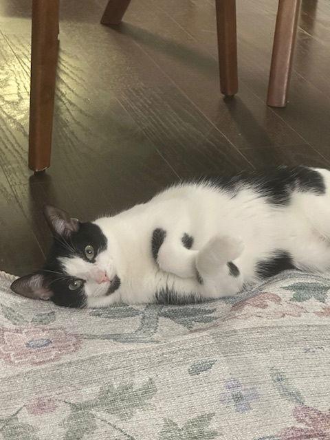 Enlarge Reed and Oboe, a Adoptable Domestic Short Hair in Brooklyn, NY image 2/3