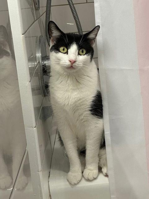 Enlarge Reed and Oboe, a Adoptable Domestic Short Hair in Brooklyn, NY image 3/3