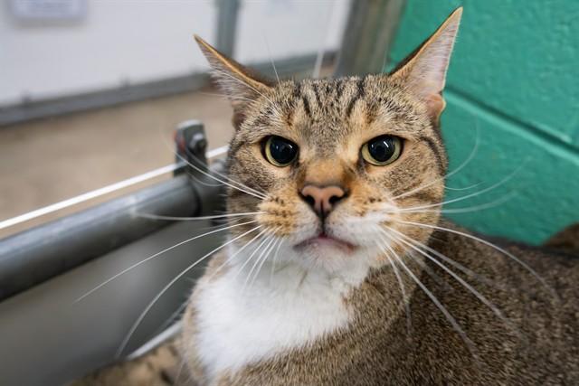 OLIVER, Adoptable, Adult Male Domestic Short Hair.