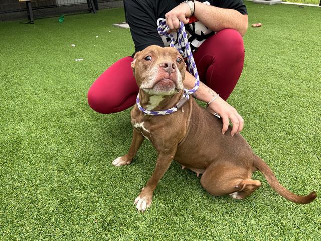 Enlarge BUBBLES, a Adoptable Pit Bull Terrier in Garland, TX image 1/1