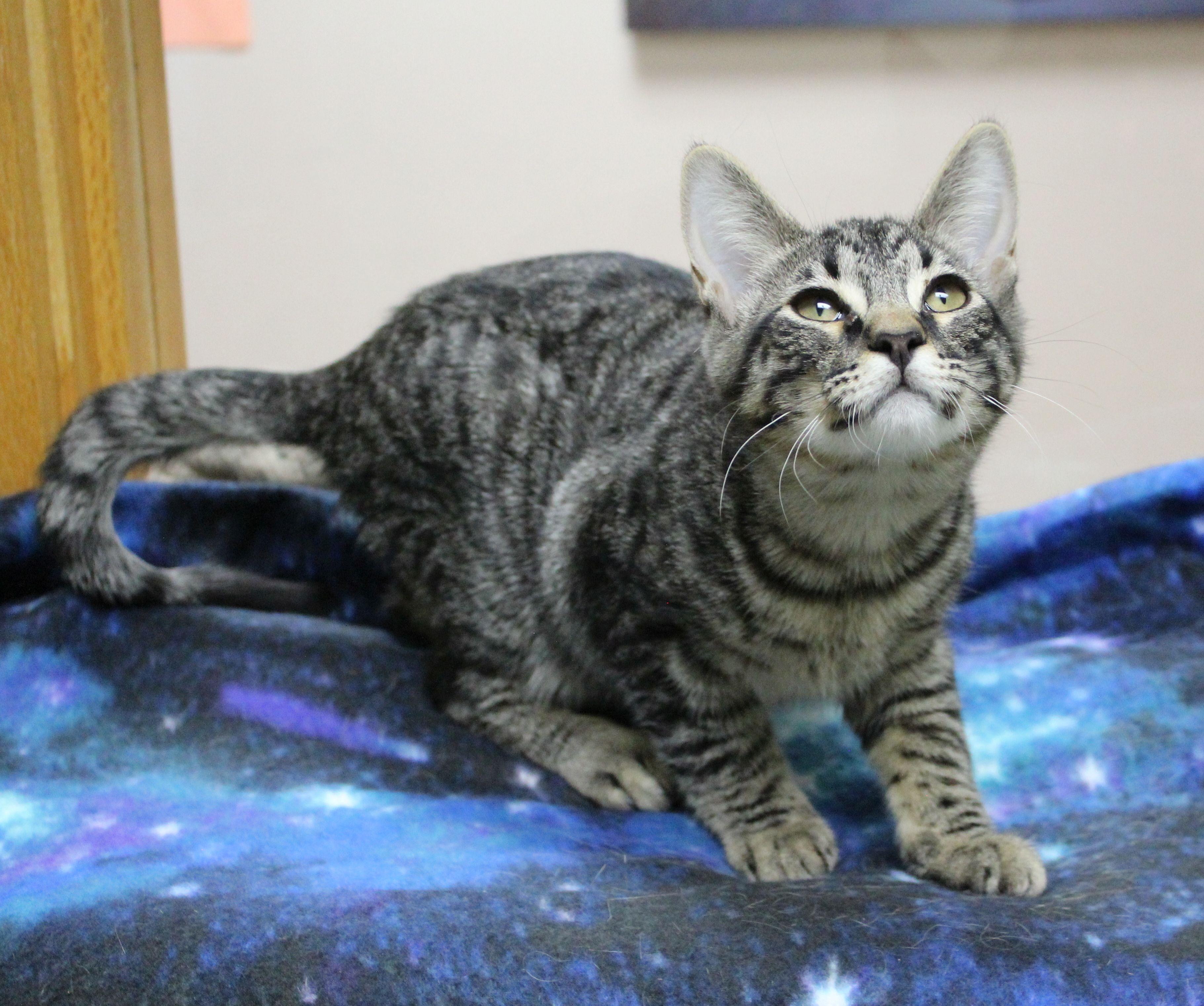 Enlarge Jake, a ADOPTABLE mixed breed in Portage, WI image 2/3