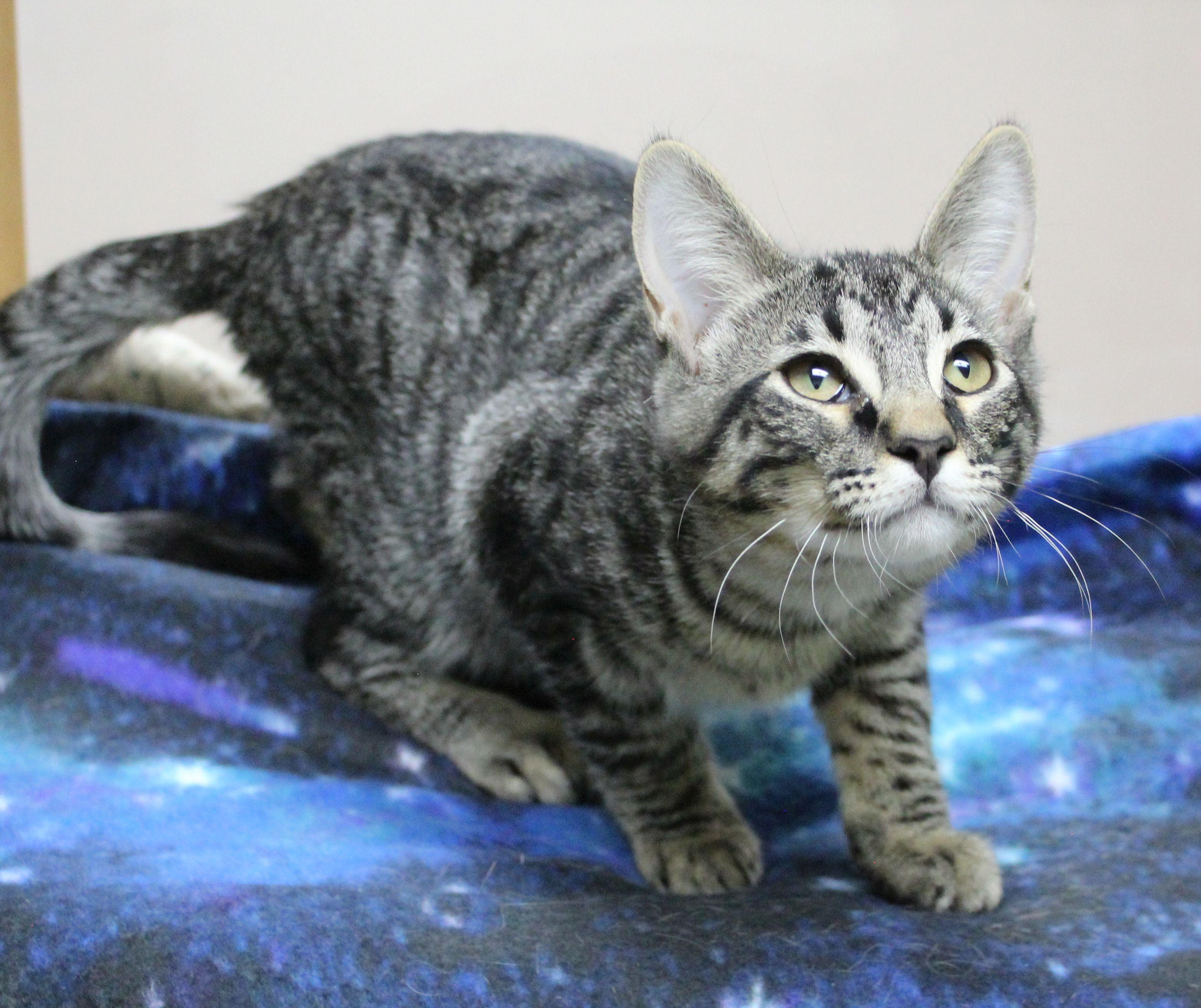 Enlarge Jake, a ADOPTABLE mixed breed in Portage, WI image 3/3